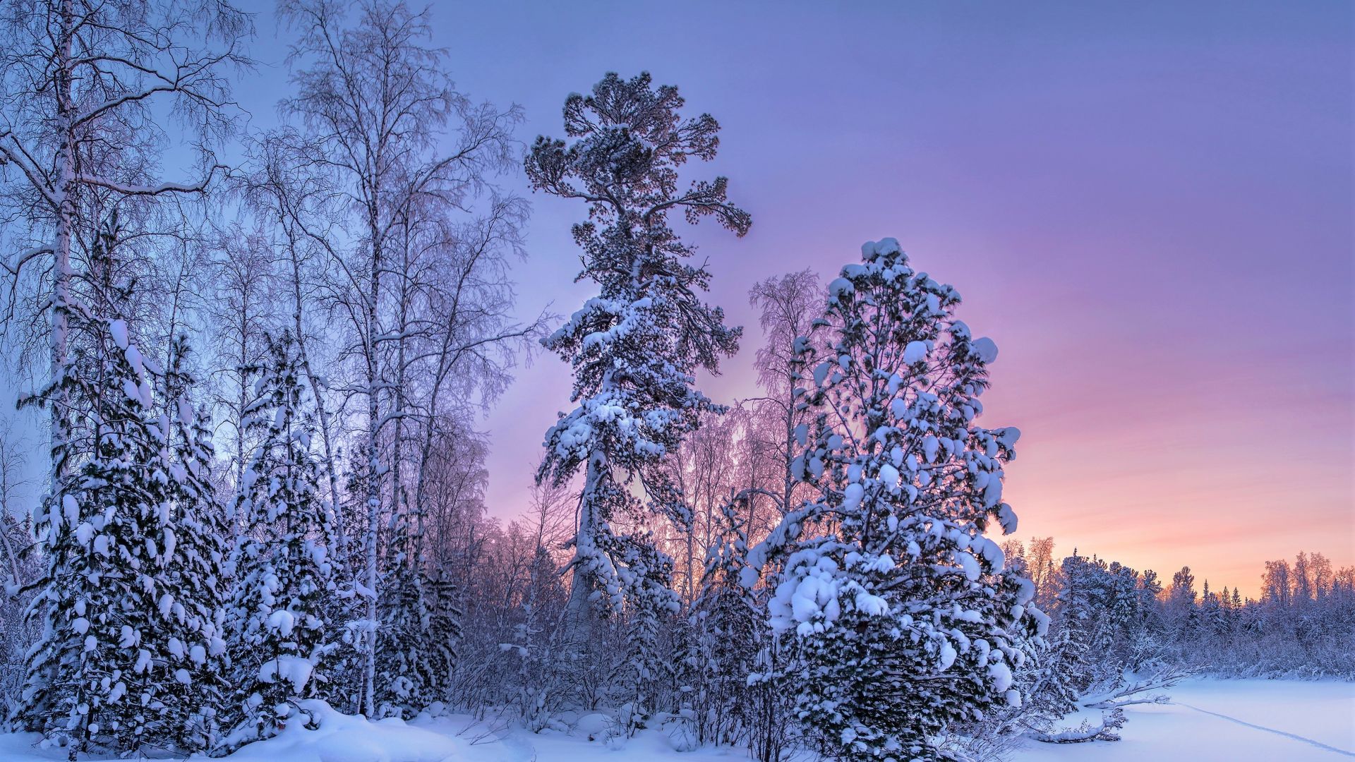 Wallpaper Trees, forest, winter, sunset