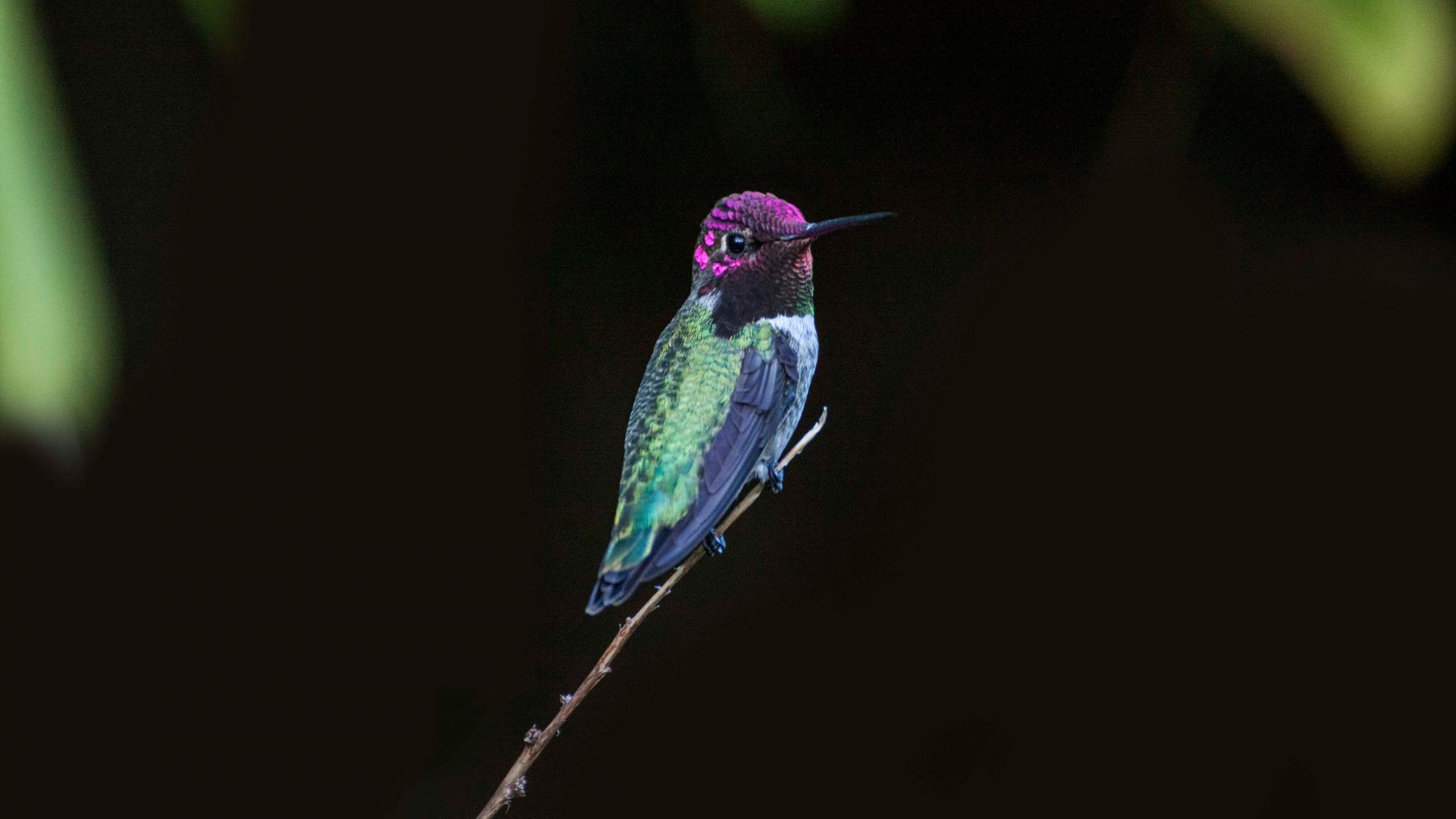 Wallpaper Hummingbird, bird, close up, 4k