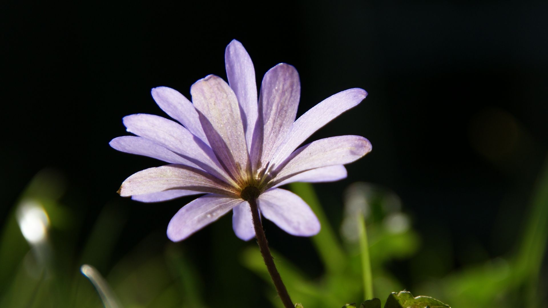 Wallpaper Anemone flower, purple flower, close up