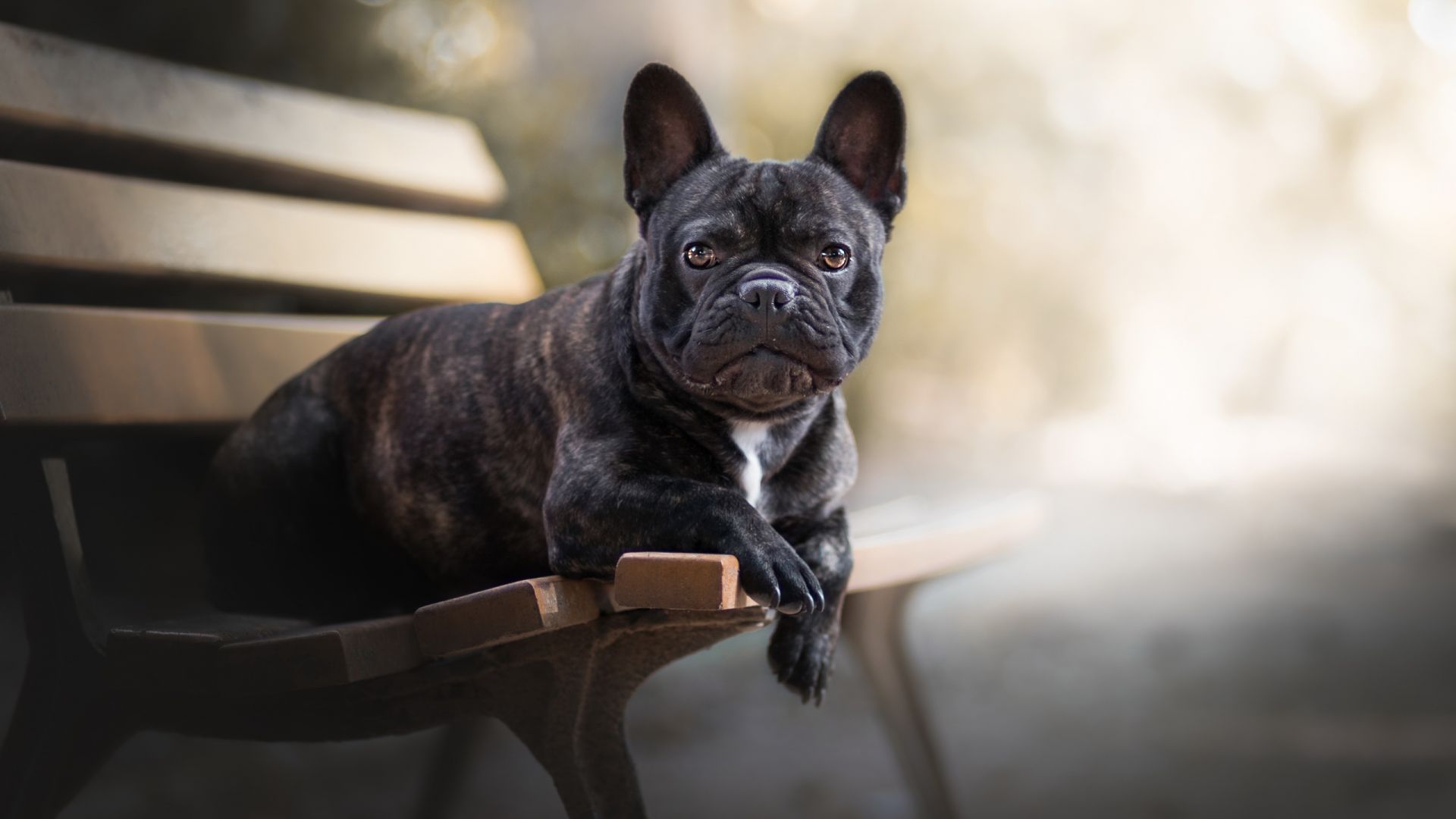 Wallpaper French bulldog, pet dog, sit, bench
