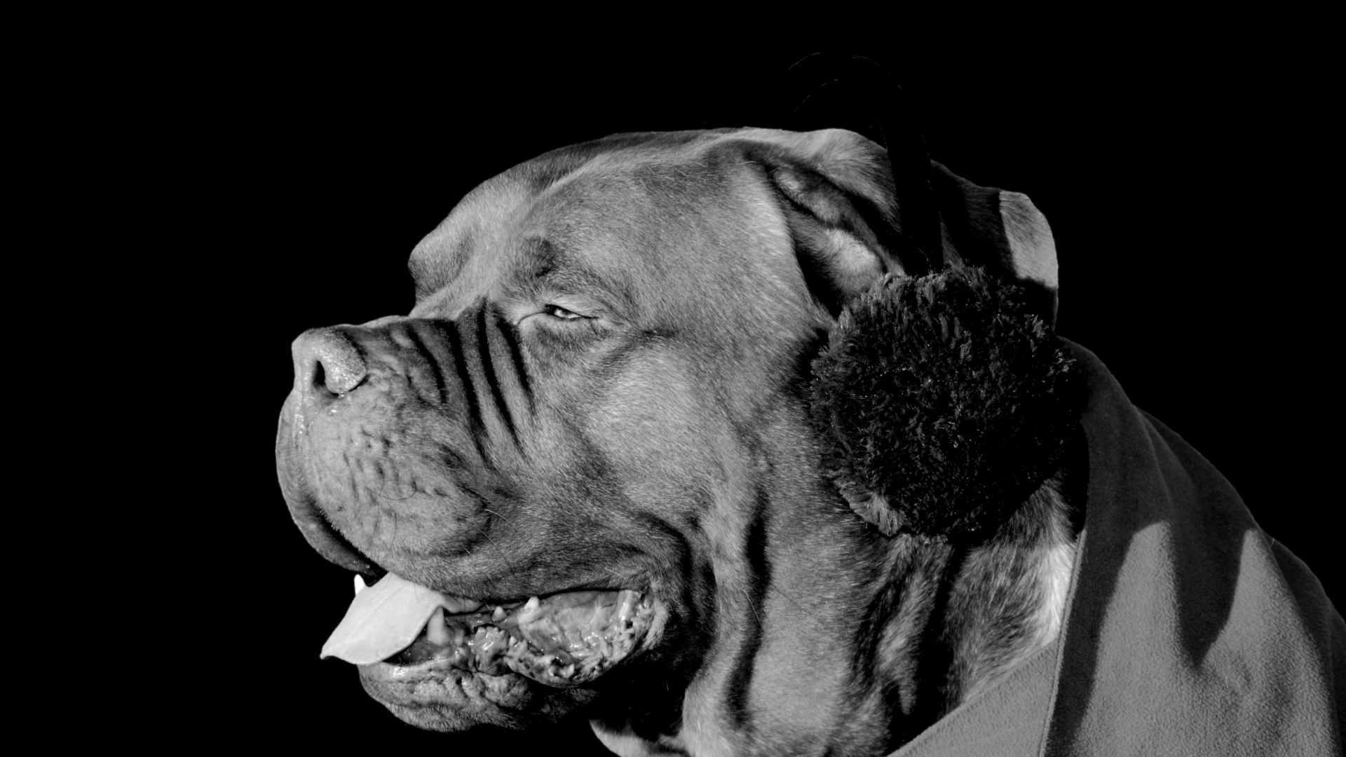 Wallpaper Monochrome, dog, muzzle, bulldog