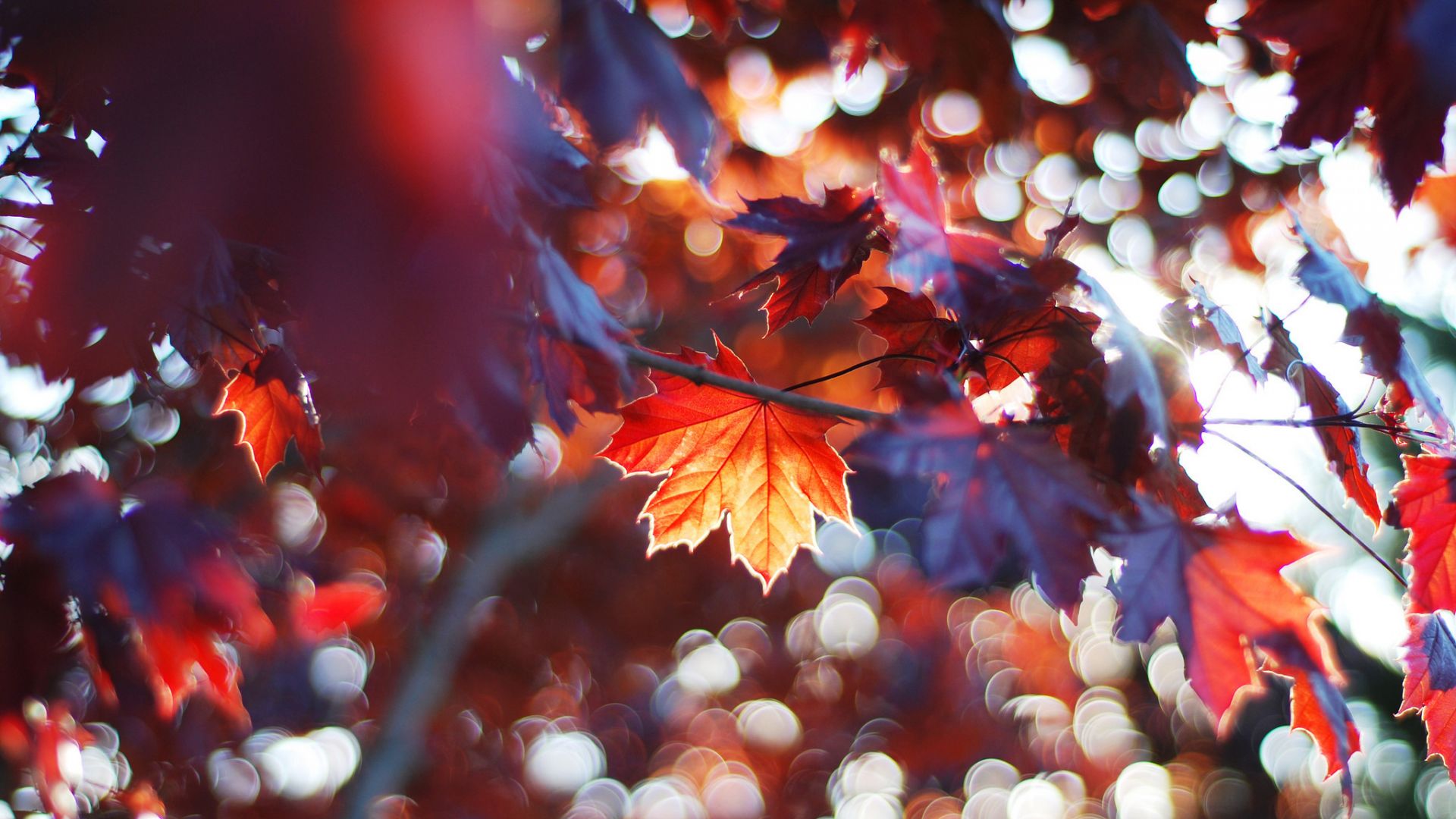 Wallpaper maple, Leaves, autumn, bokeh
