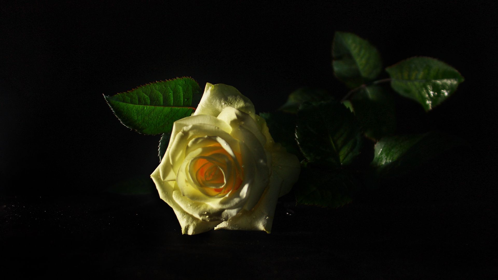 Wallpaper yellow rose, leaves, portrait, 5k