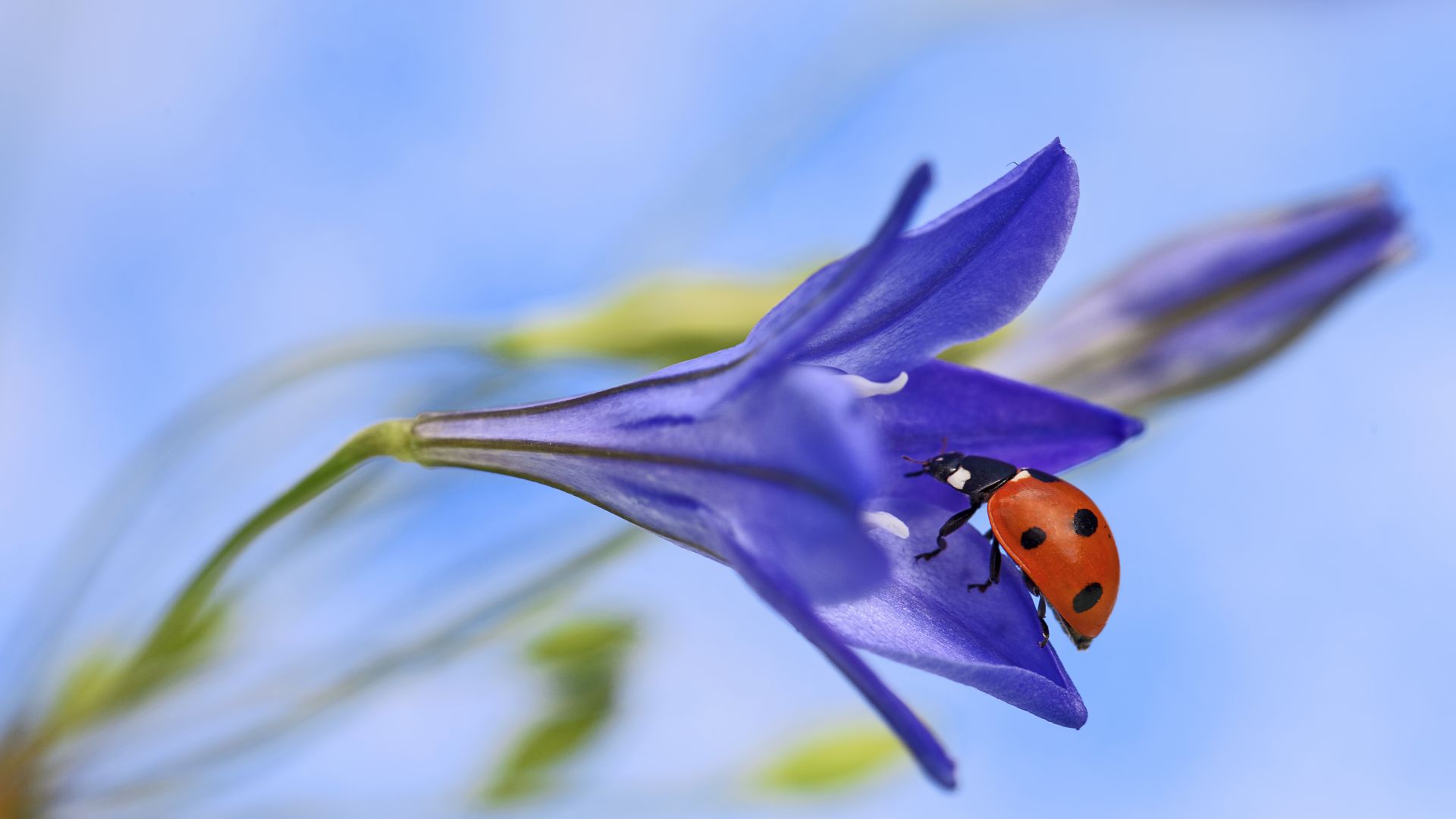 Wallpaper Ladybug, insects, purple flowers