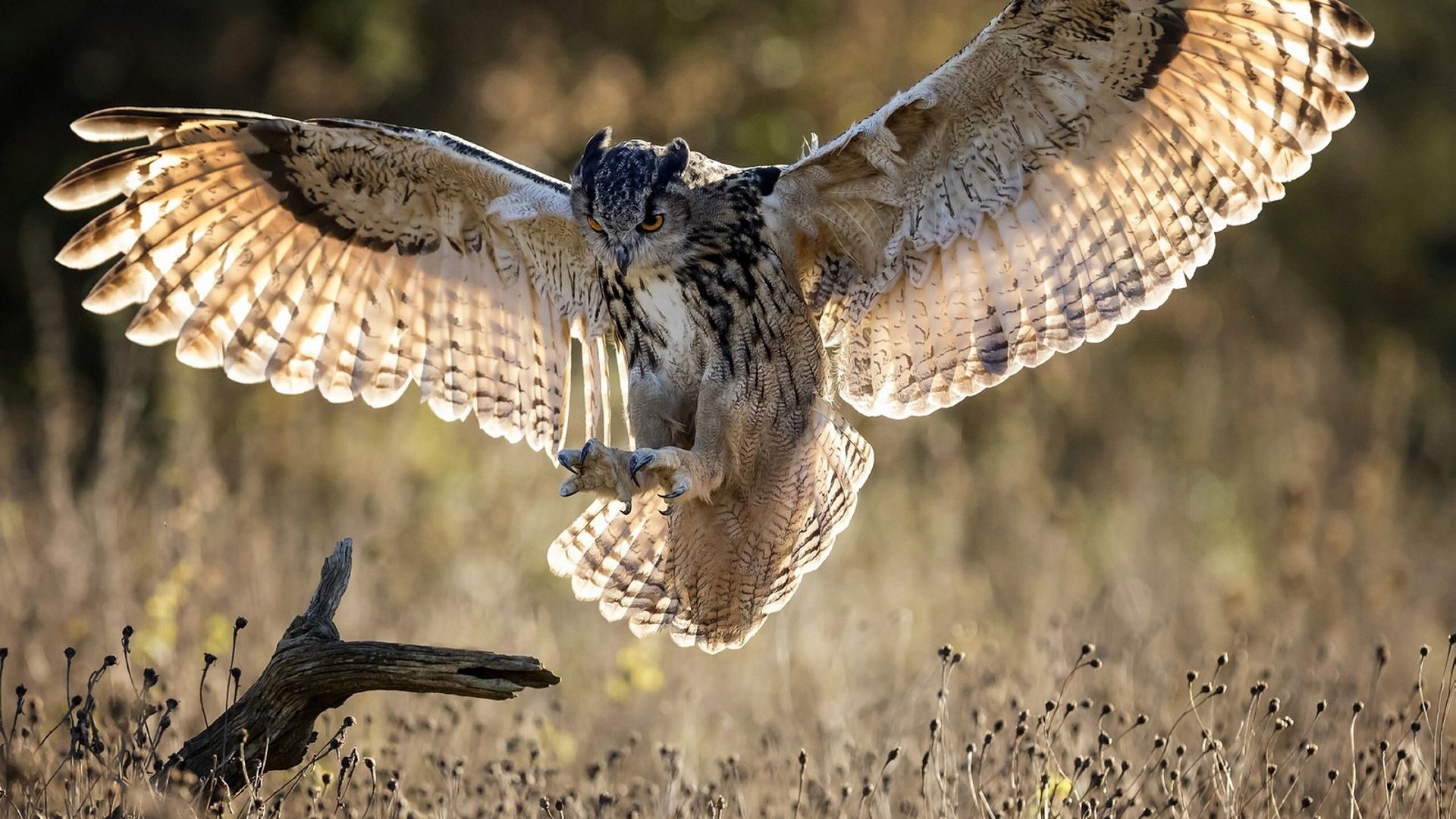 Wallpaper Owl, open wings, flight, bird