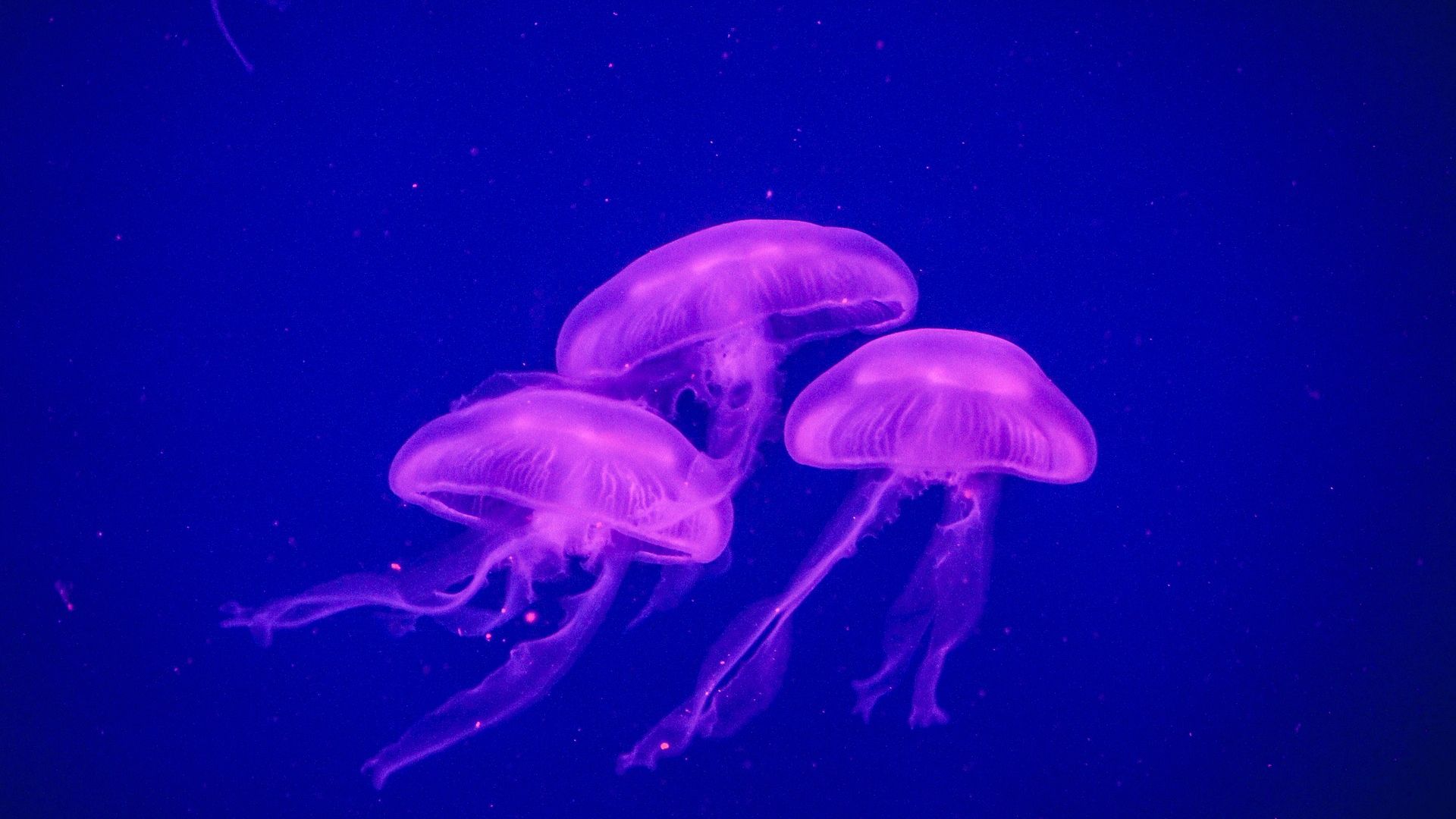 Wallpaper Jellyfish, pink, glowing, underwater