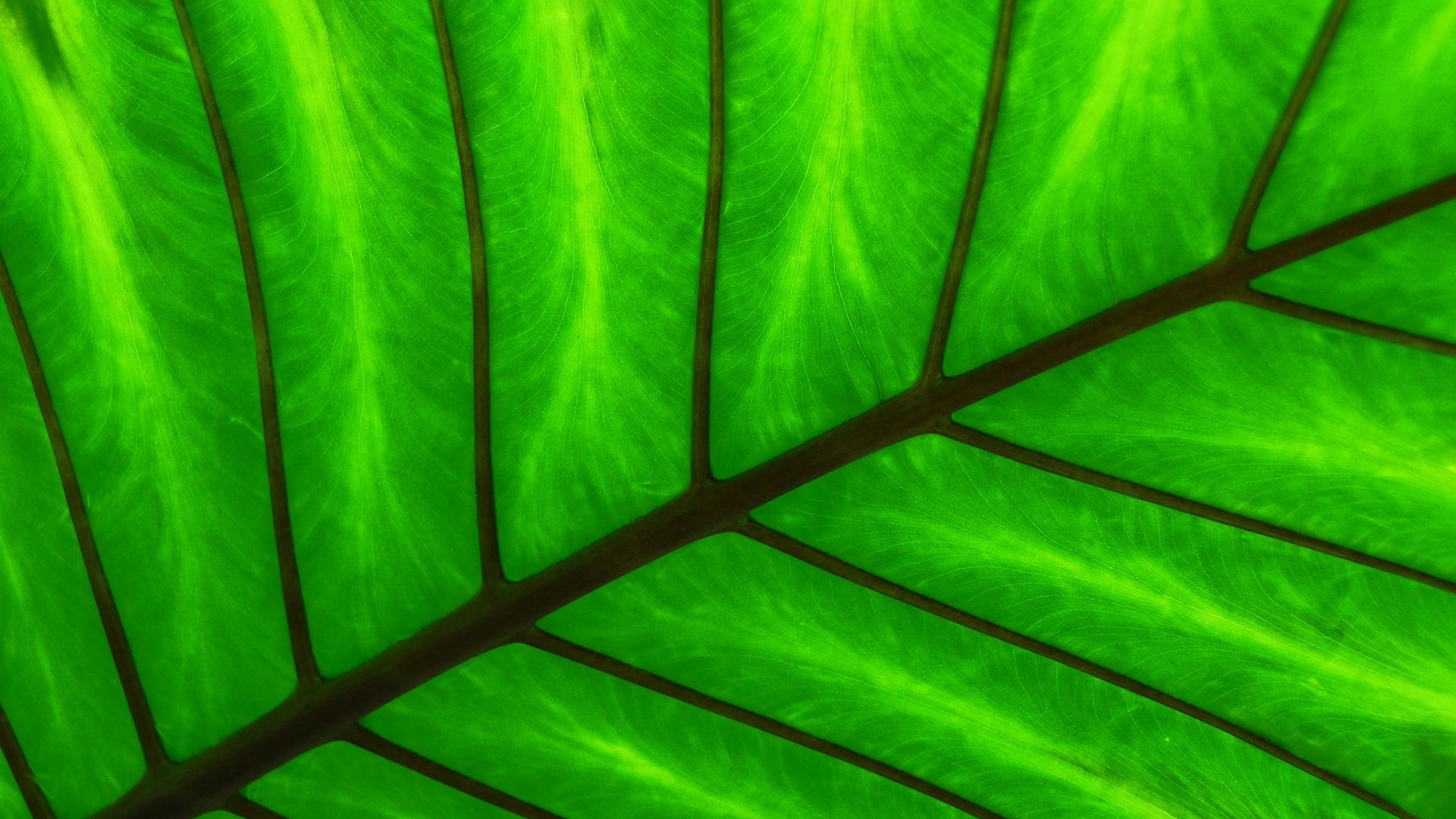 Wallpaper Green leaf, spine, veins, close up