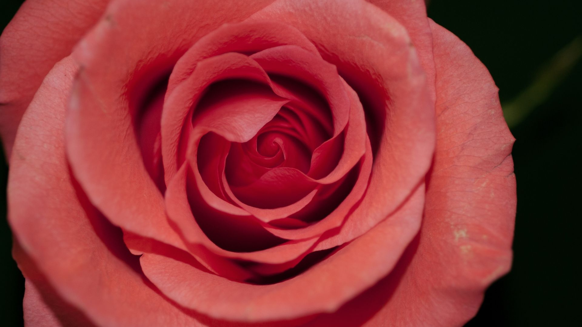Desktop Wallpaper Red Rose, Bud, Petals, Close Up, Hd Image, Picture