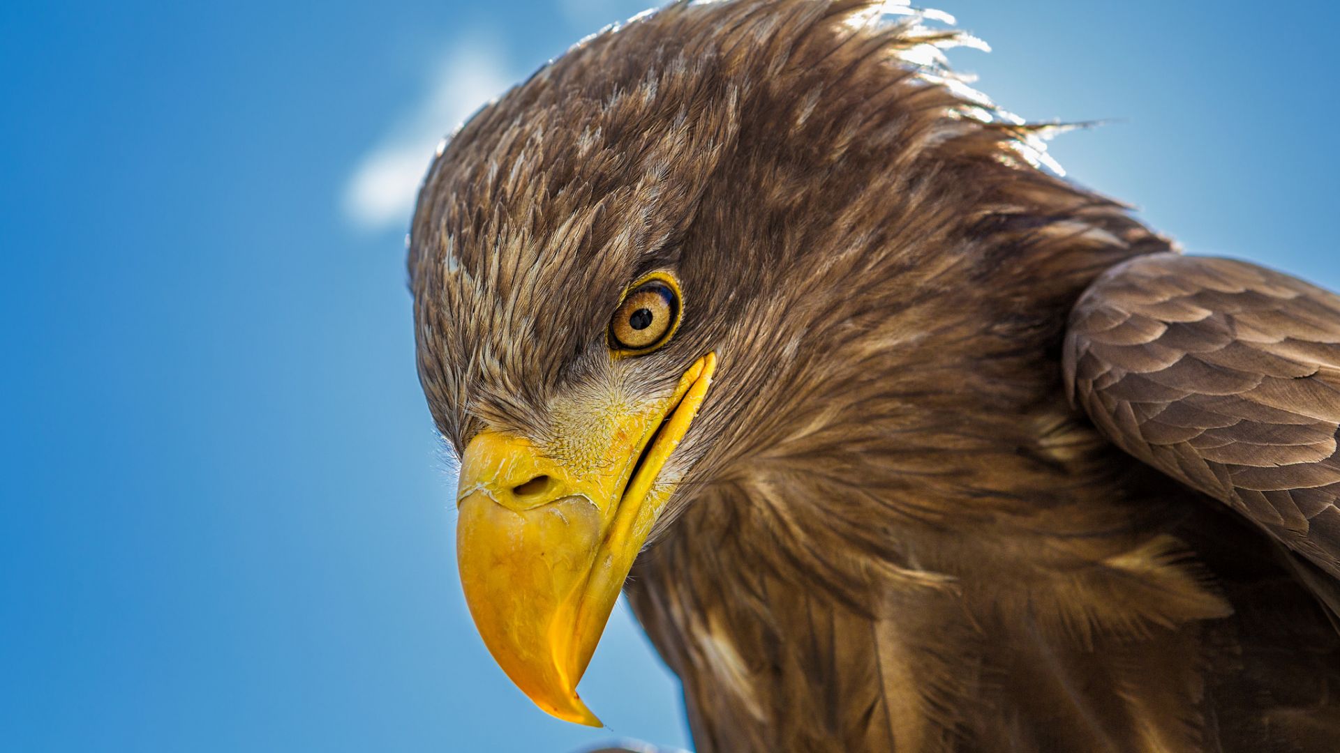 Wallpaper Predator, Golden Eagle muzzle, yellow beak