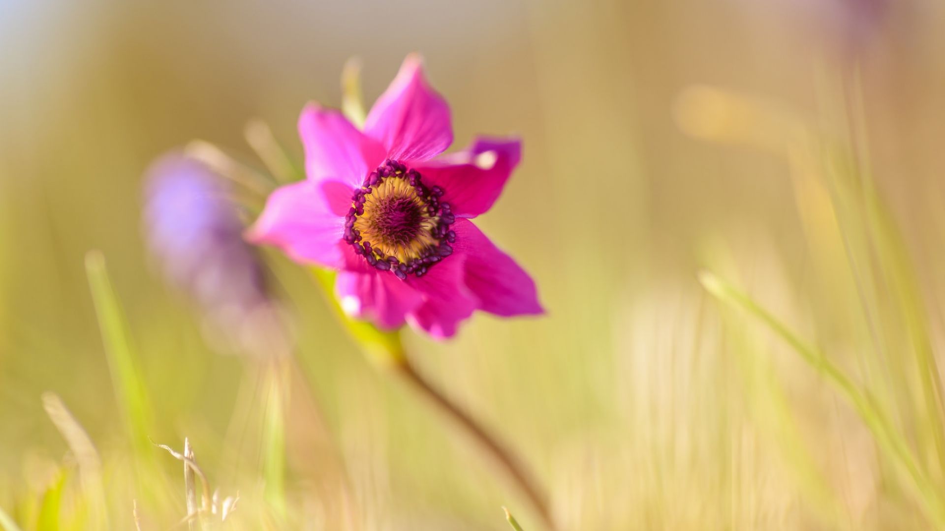 Wallpaper Anemone, pink flower, blur