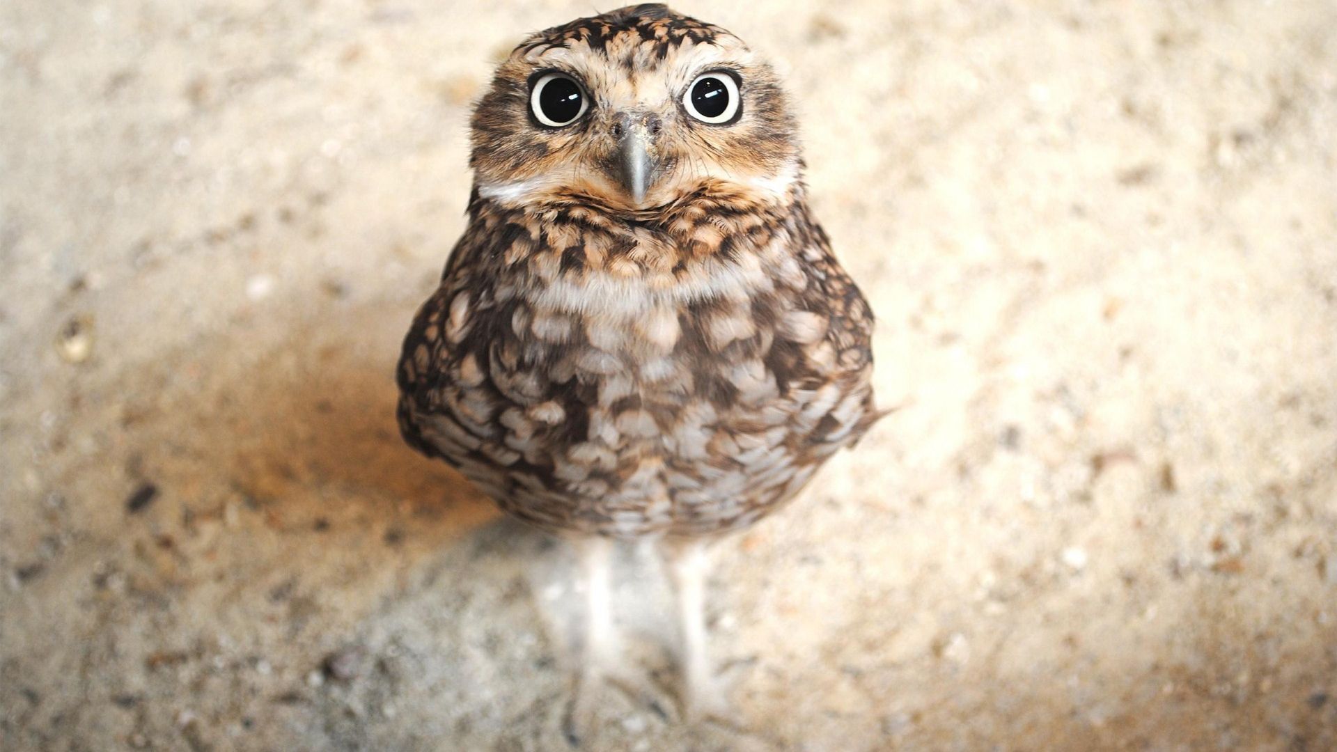 Desktop Wallpaper Cute Baby Owl Looking Up Wallpaper, Hd Image, Picture,  Background, Bipah7