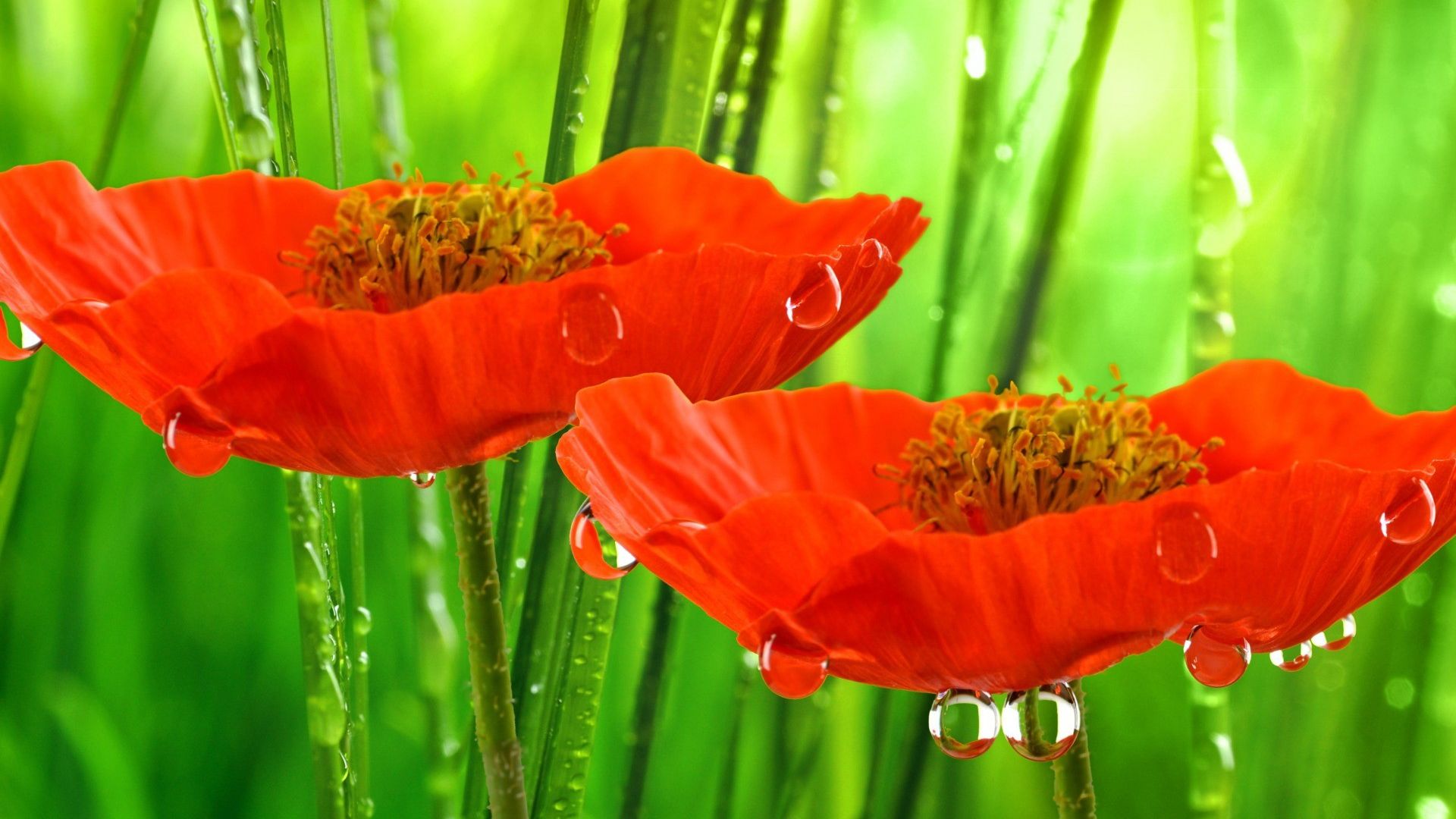 Wallpaper Red poppies, water drops, close up