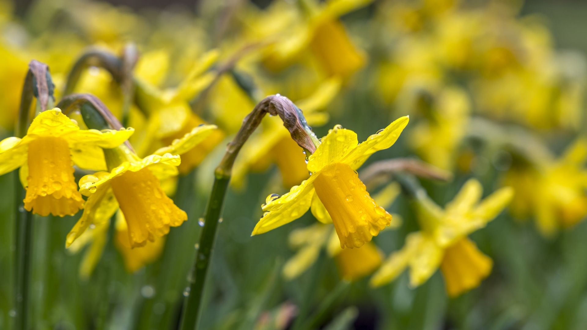Wallpaper Drops, dew, Daffodil yellow flower, spring