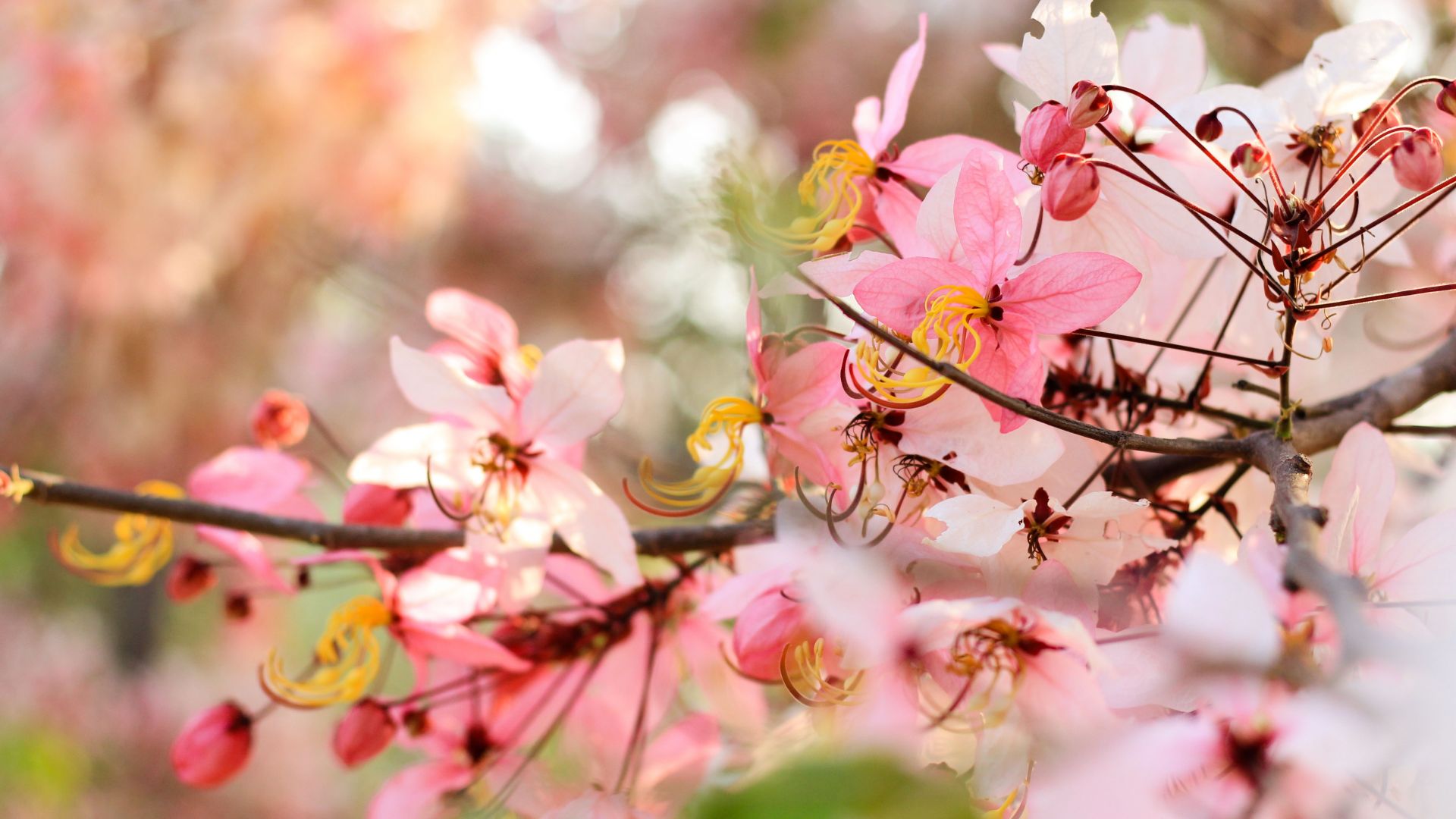 Wallpaper Cherry flowers, tree branch, blossom