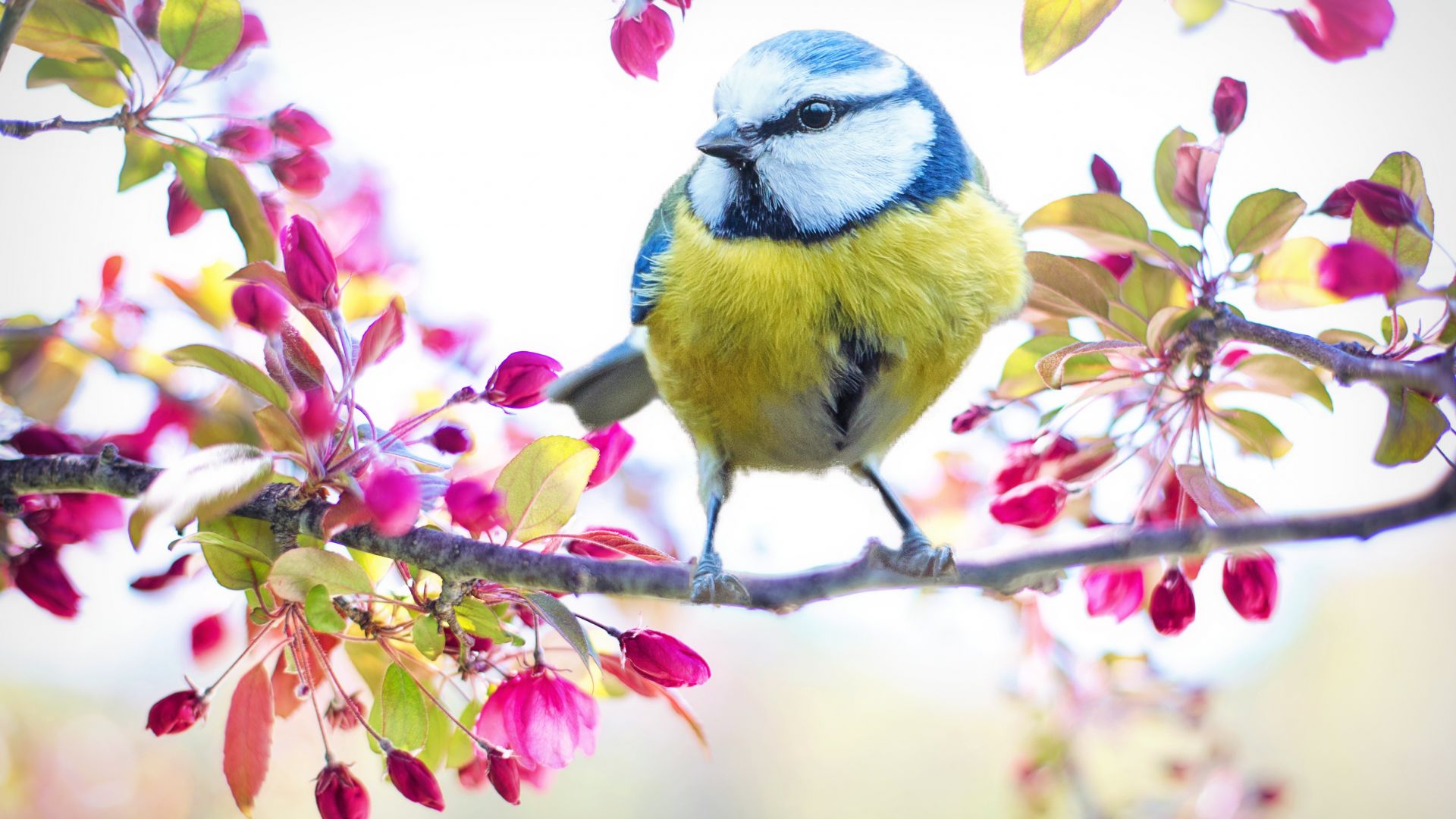 Khi nhìn thấy chim đẹp, bạn sẽ ngạc nhiên bởi sự tinh tế và tuyệt vời trong thiên nhiên. Họ có lông như một bức tranh hoa thật tuyệt vời và đôi mắt sáng lấp lánh.