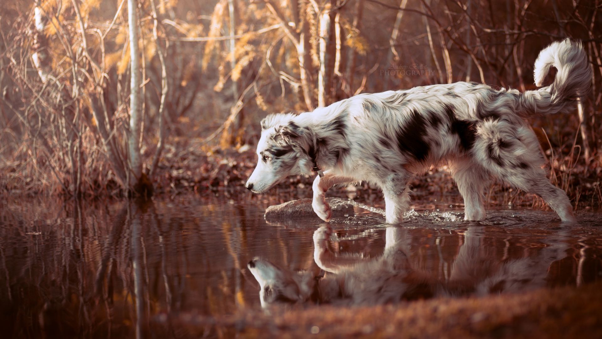Wallpaper Border Collie, Dog walk, forest, reflections, water