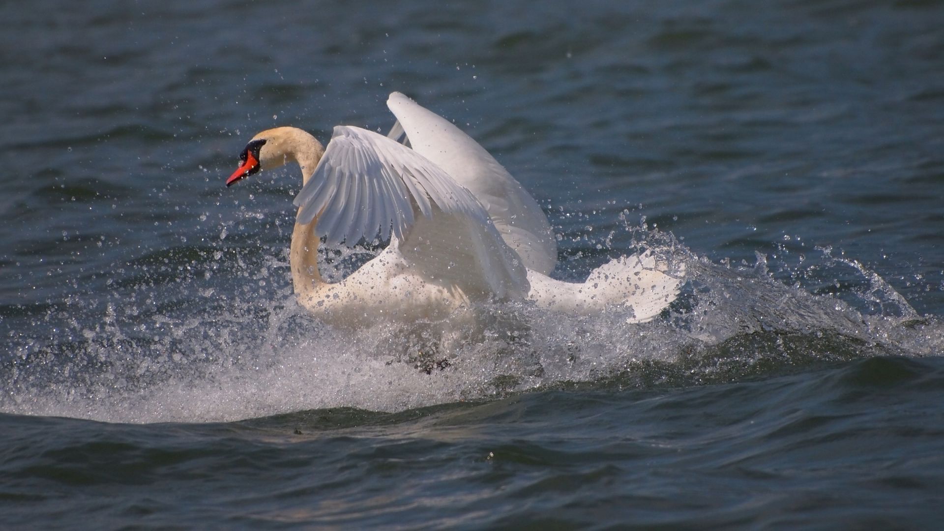 Wallpaper Swan, flying from water, wings, water splashes
