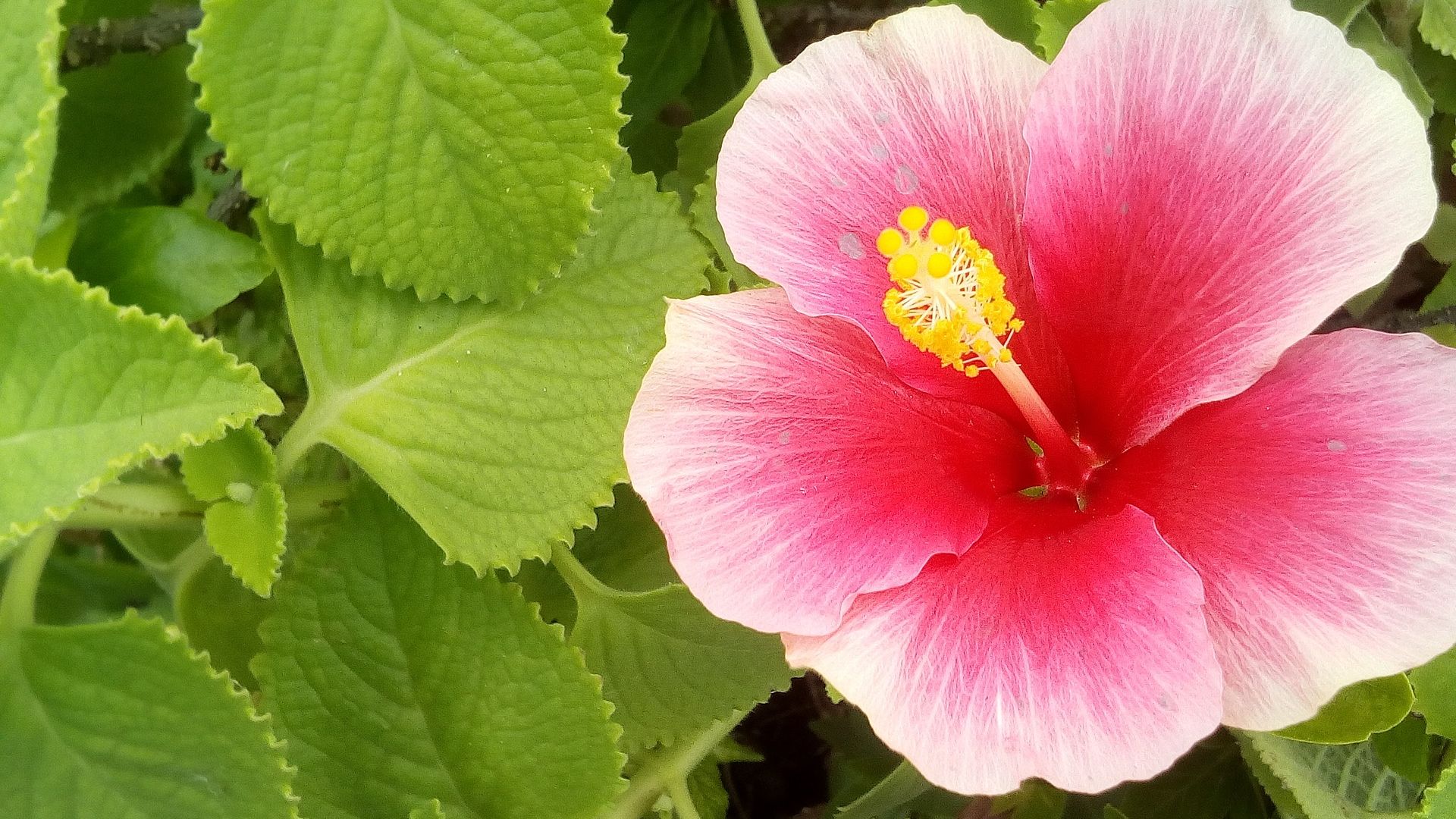 Wallpaper Hibiscus, the pink flower, leaves