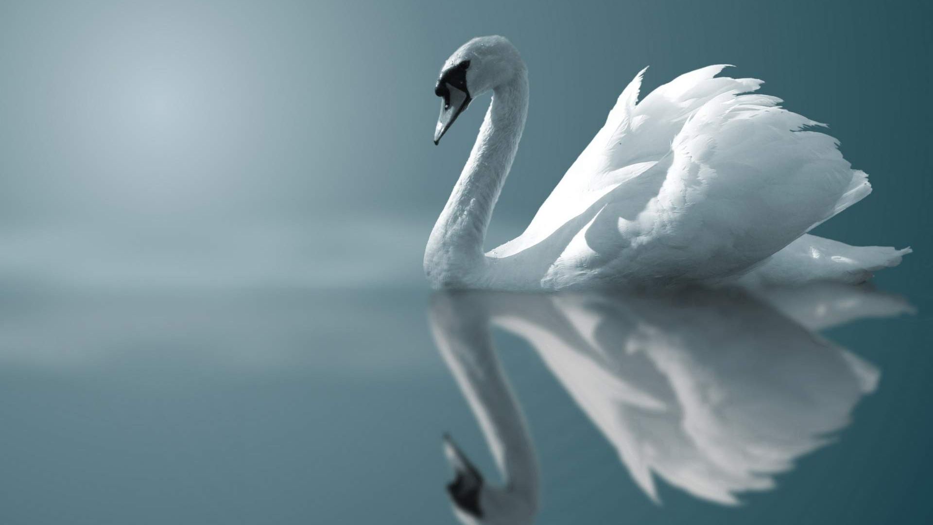 Wallpaper Swan white bird