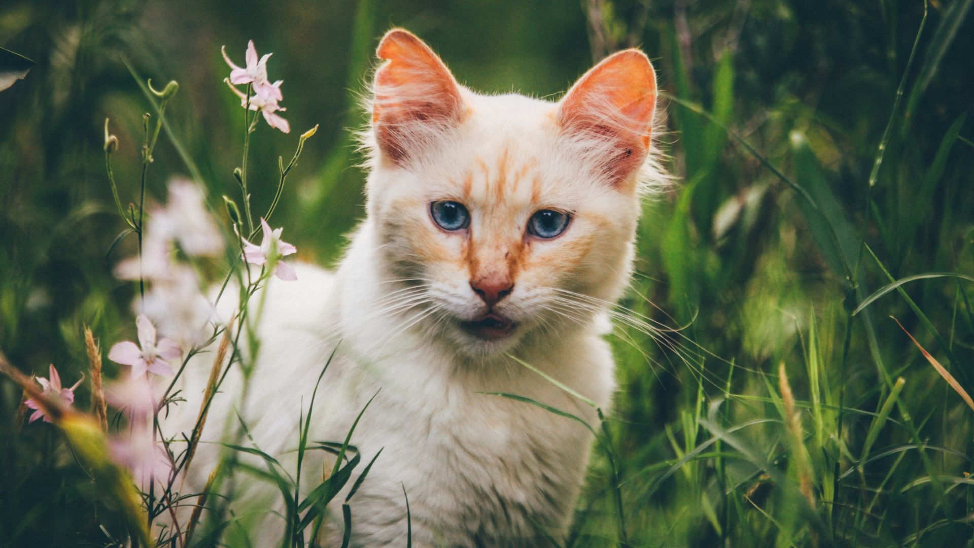 Wallpaper Cat, walk, meadow, grass, plants
