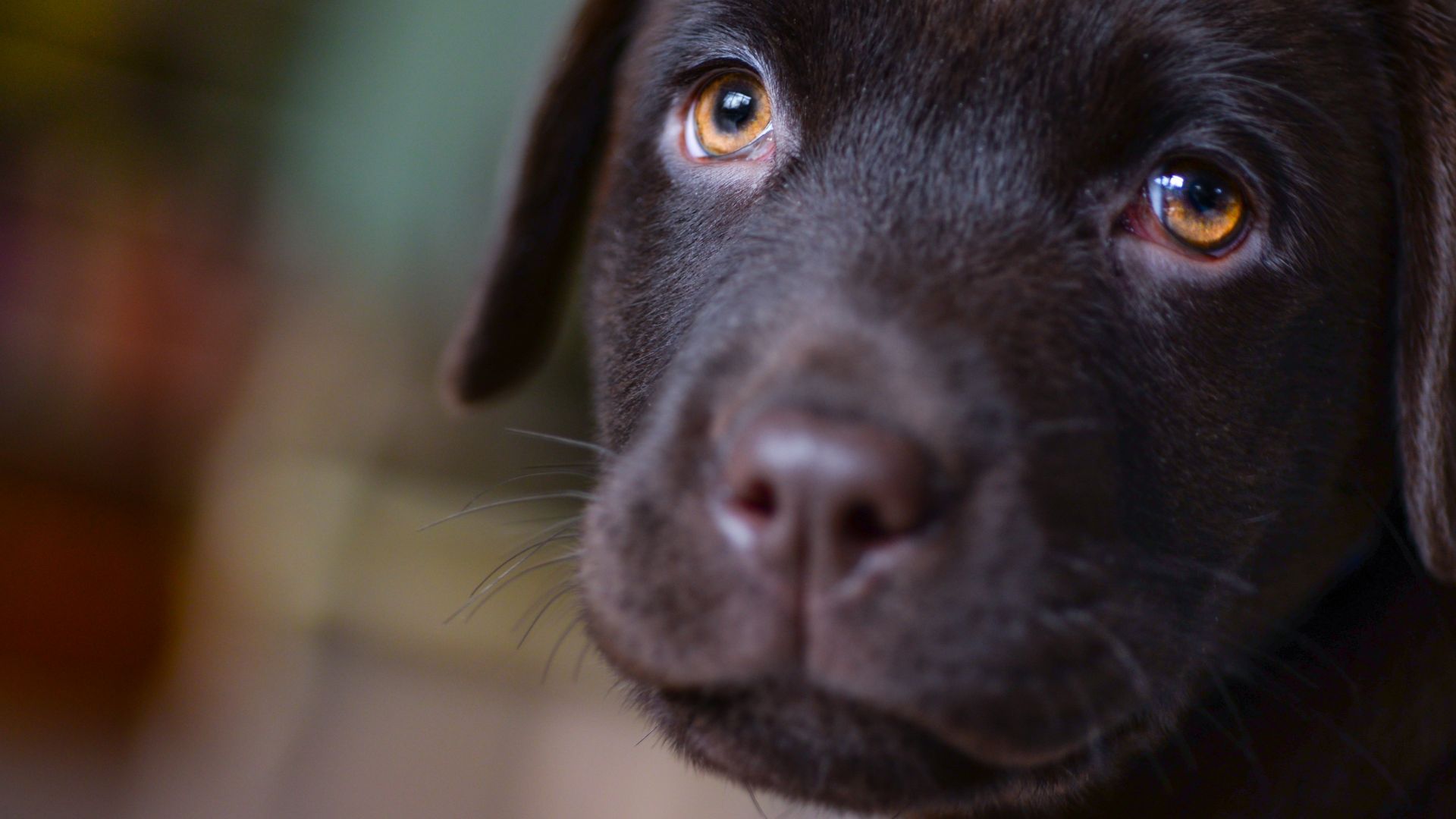 Wallpaper Labrador, puppy, brown, dog muzzle