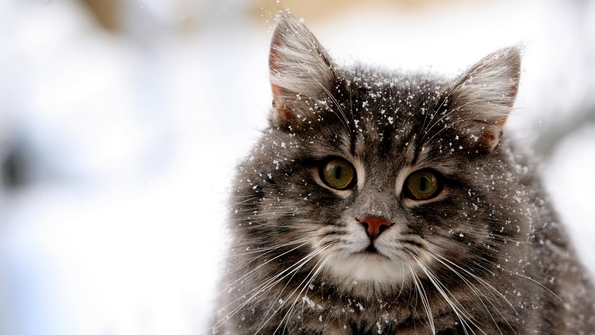 Wallpaper Cat in winter