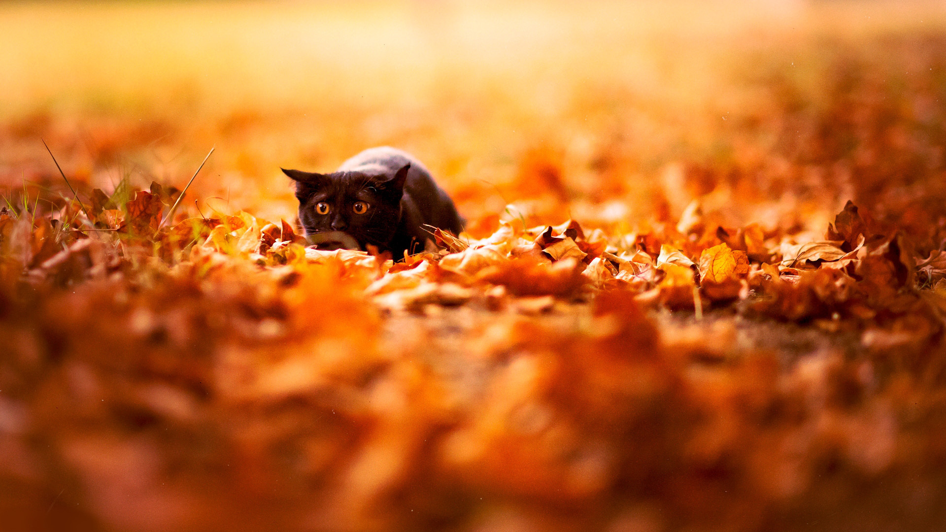 Wallpaper Cute cat, autumn, leaves