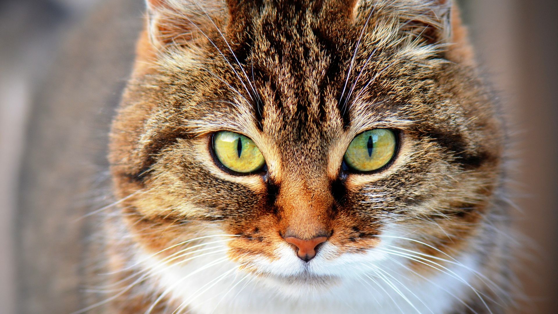 Wallpaper Cat muzzle, domestic animal, pet
