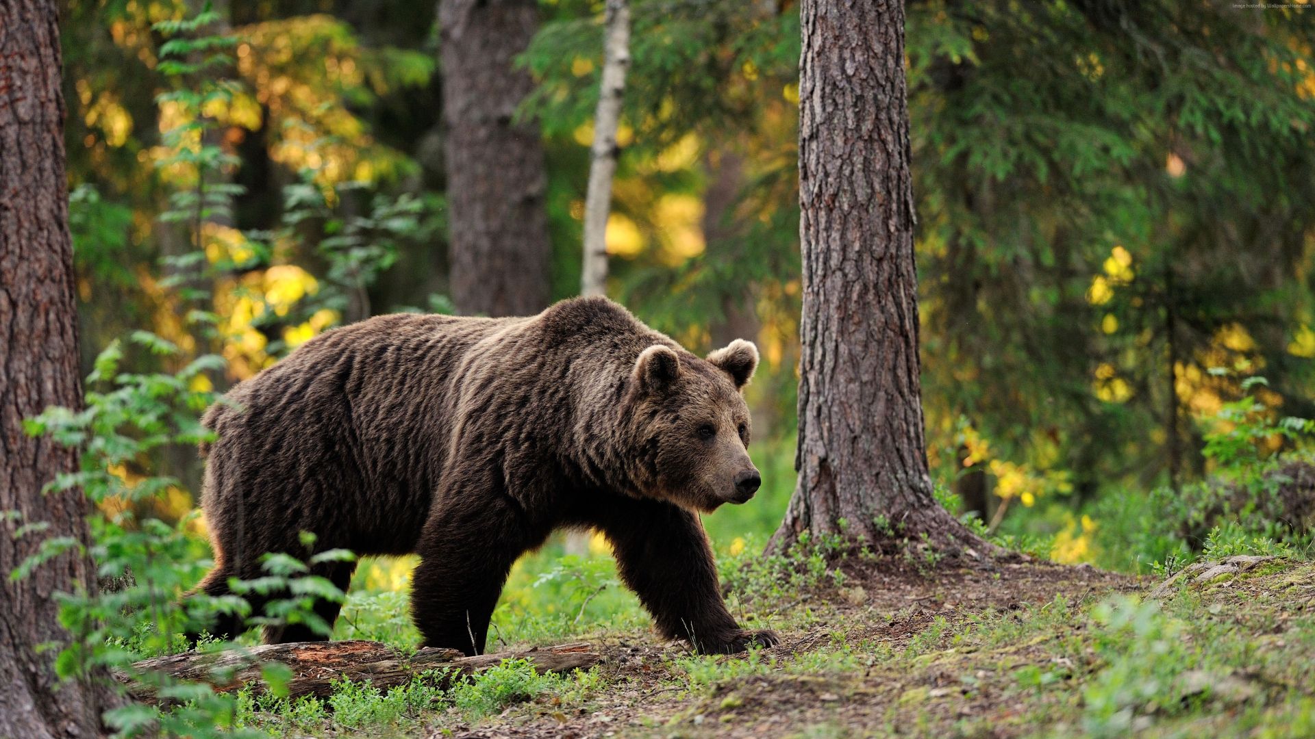 Wallpaper Brown bear, forest, trees