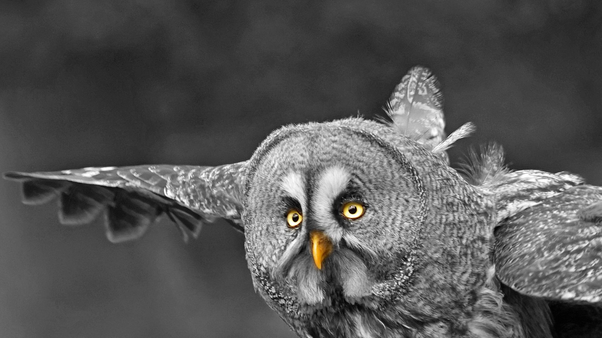 Wallpaper Owl, predator, flight, fly