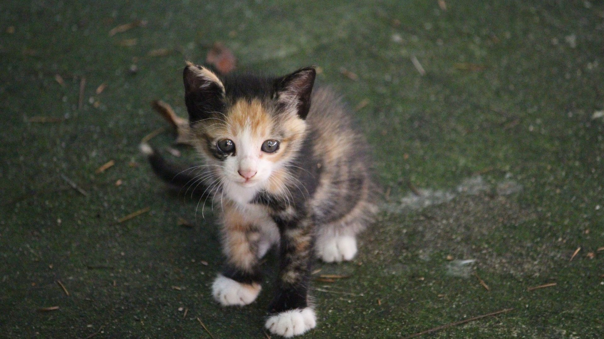 Wallpaper Cat, baby animal, pet