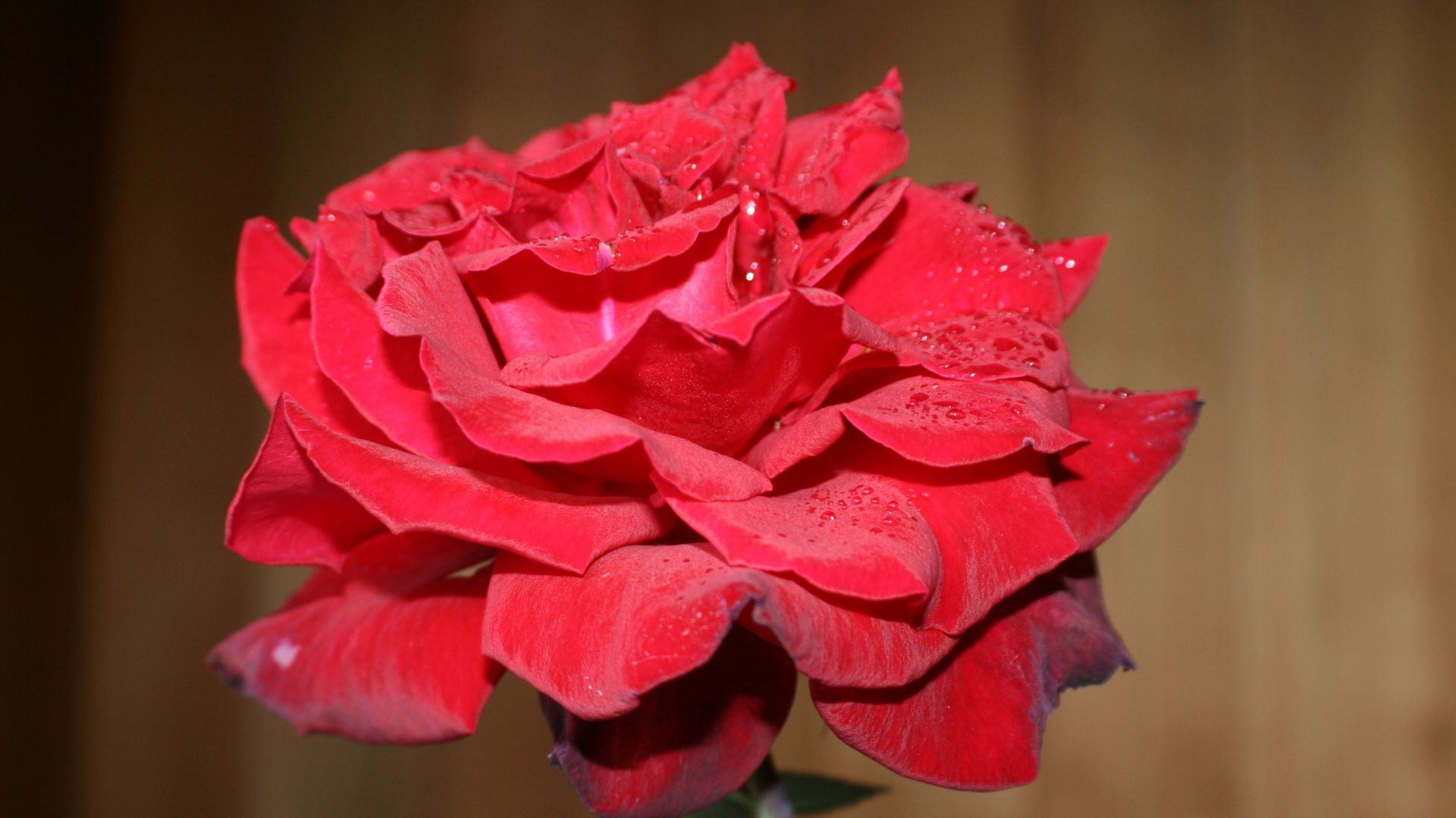 Wallpaper Rose flower, bud, petals, water drops