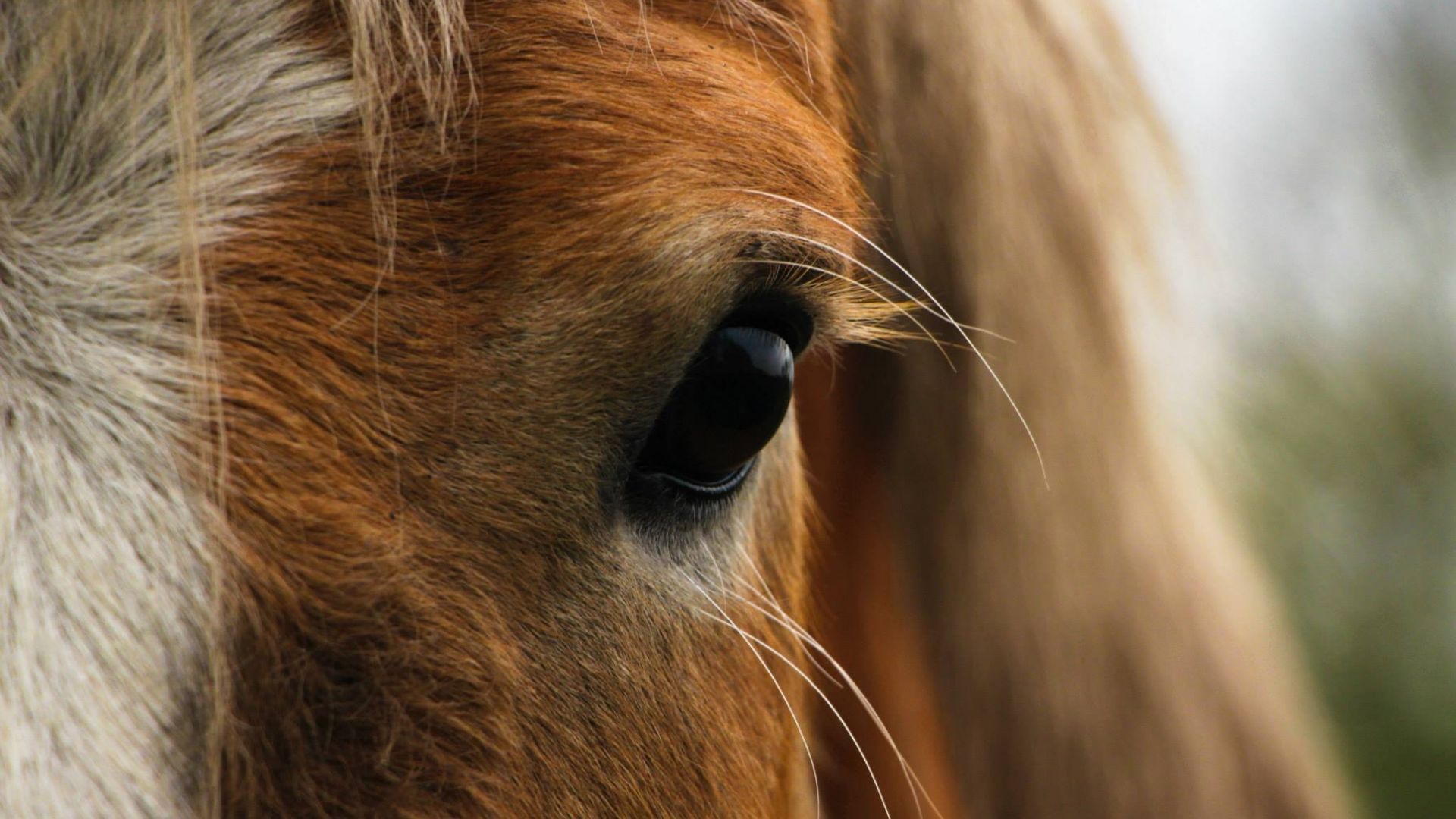Wallpaper Horse, eyes, close up