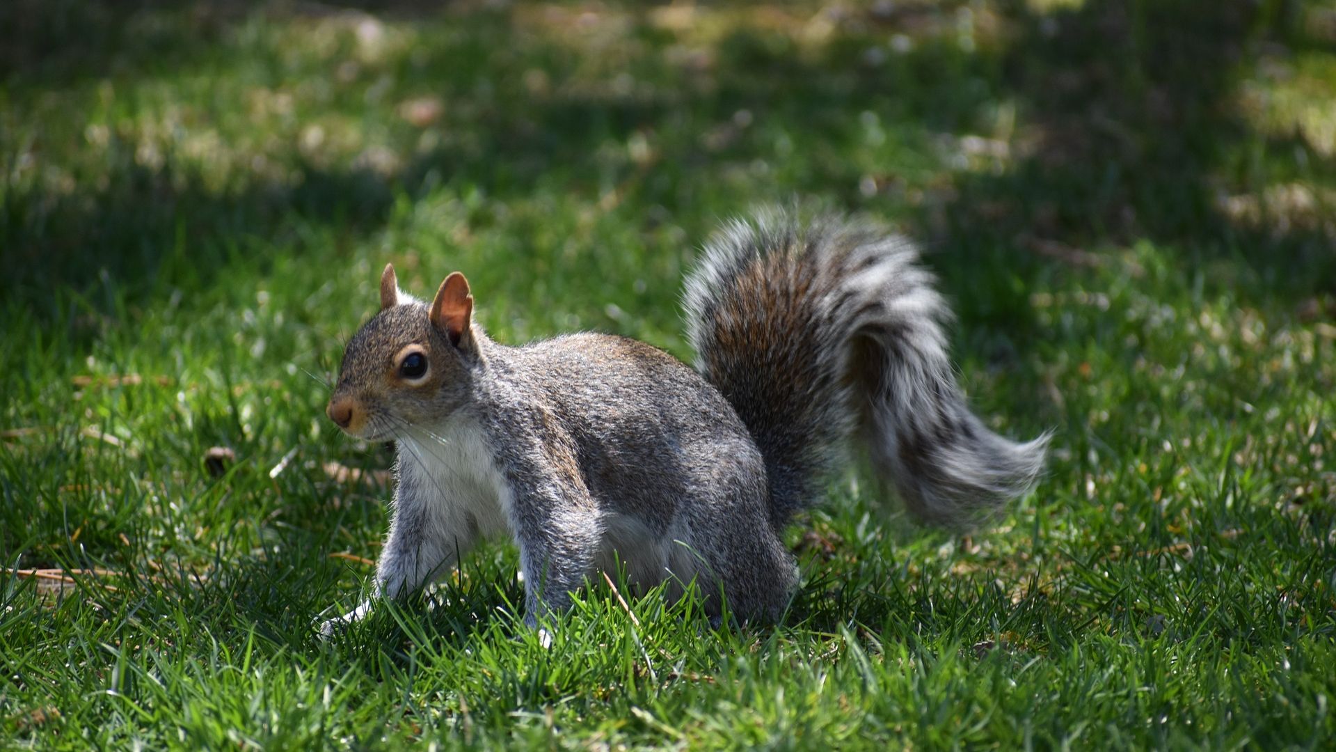 Wallpaper Squirrel, cute animal, play, grass