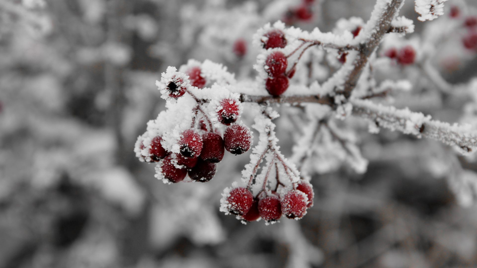 Wallpaper Rowan fruits, snow frost, winter