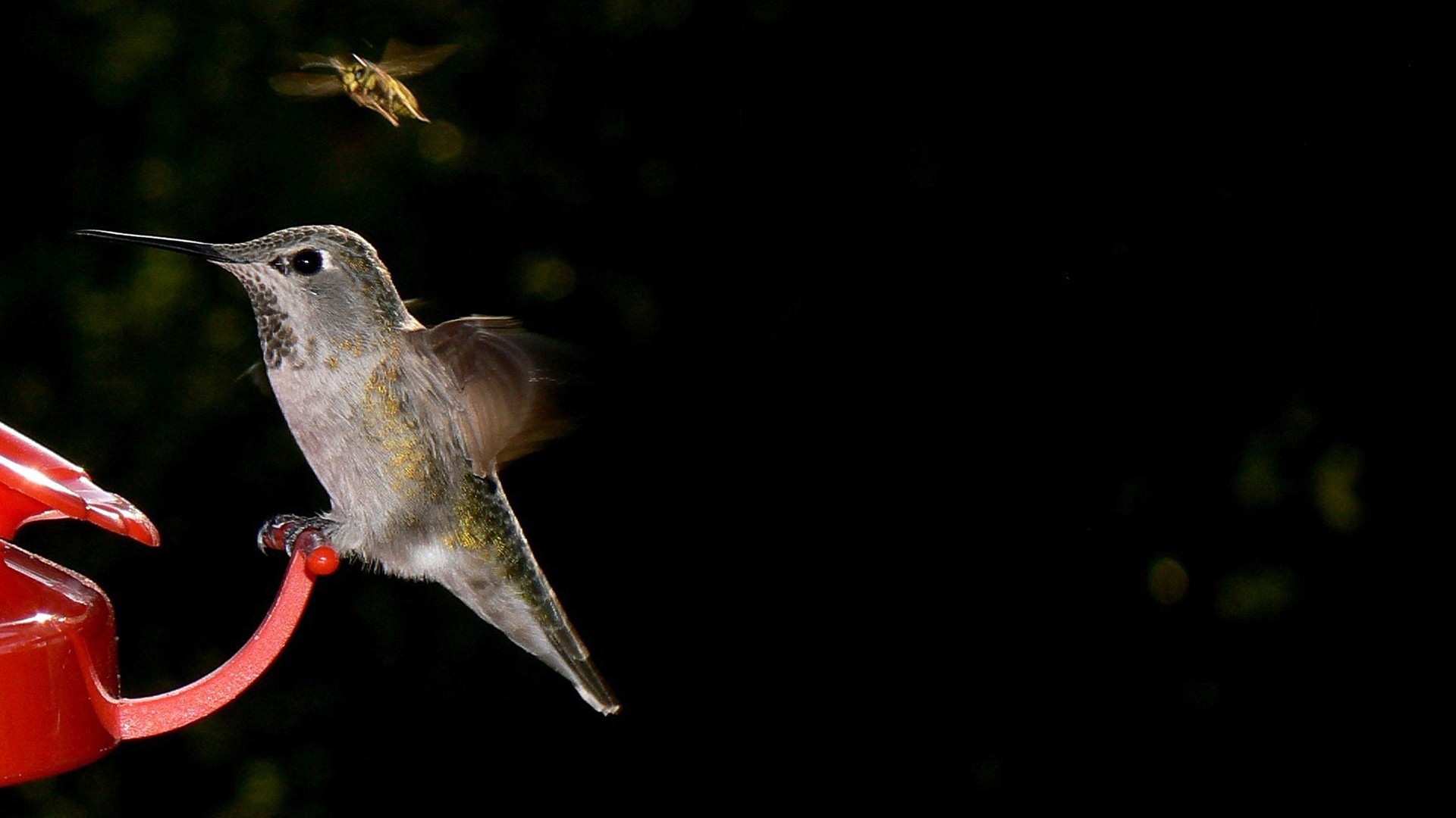 Wallpaper Hummingbird, flying, wings, close up