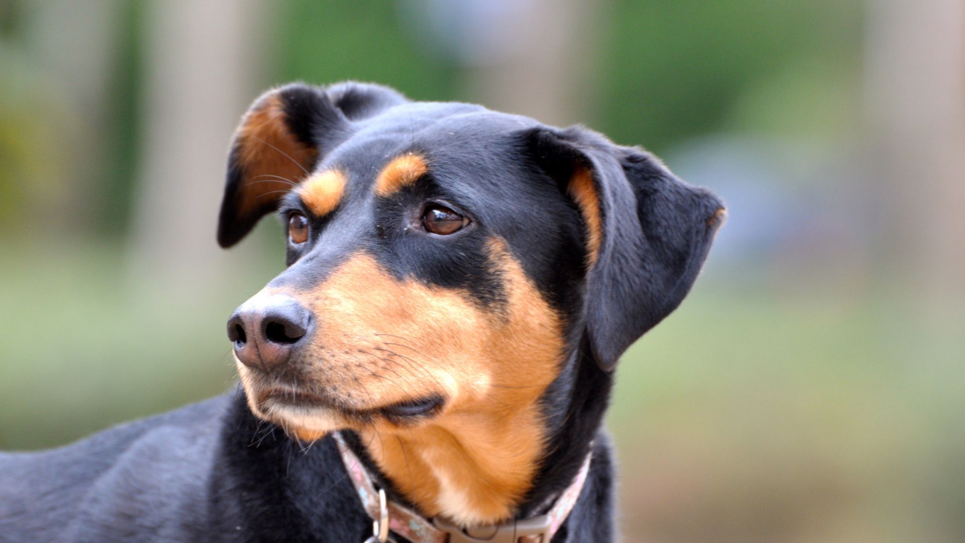 Wallpaper Doberman dog, muzzle, pet animal