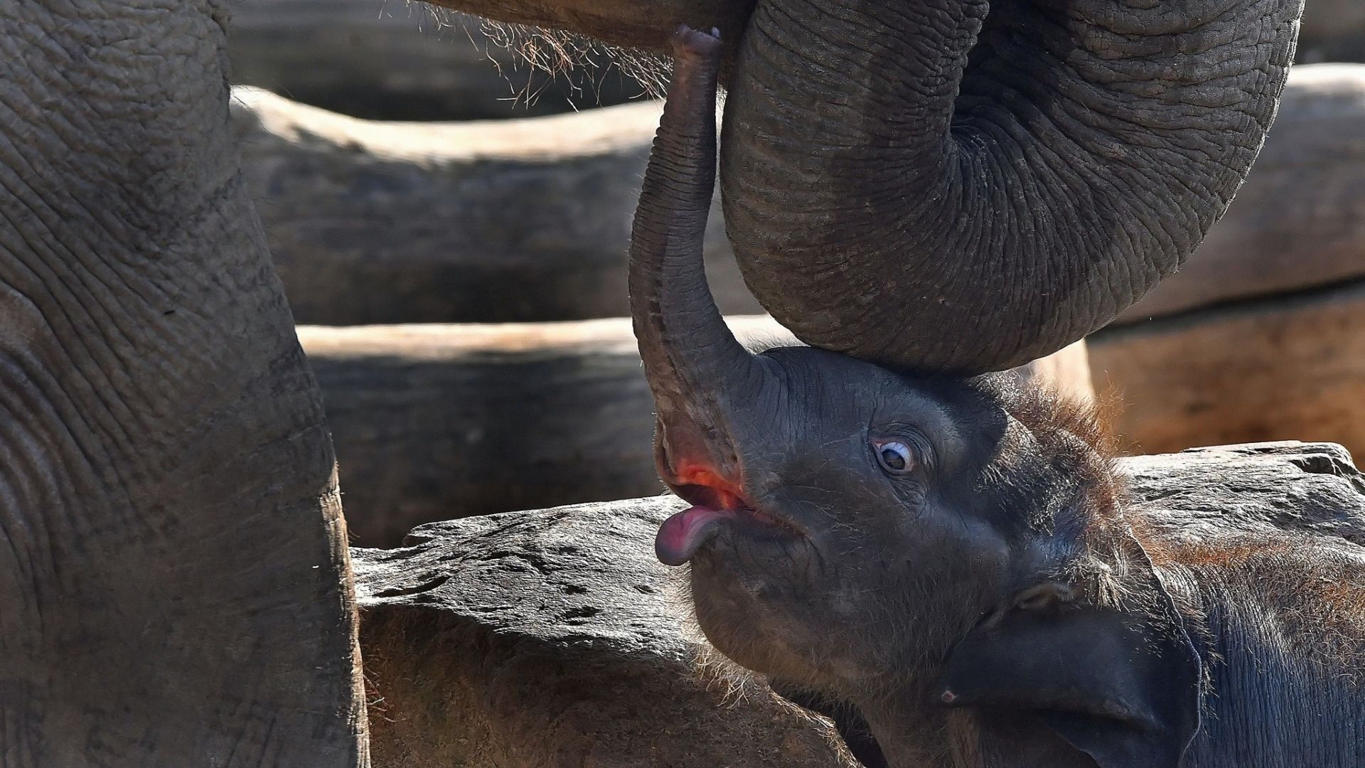 Wallpaper Baby elephant, animal, playing