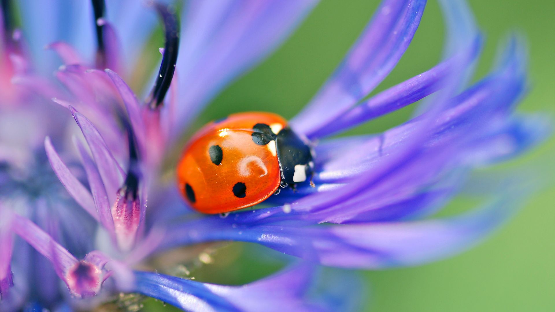 Wallpaper Ladybug on a flower
