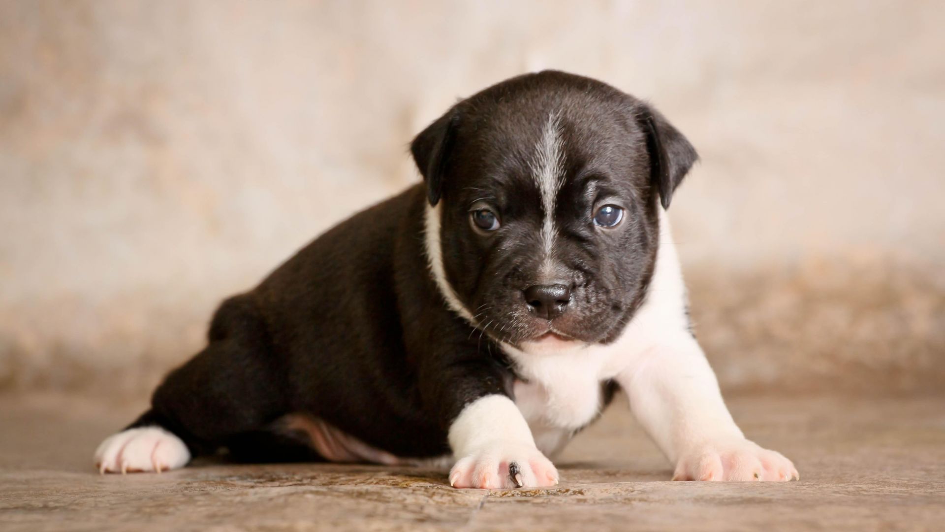 Wallpaper Staffordshire bull terrier puppy, dog, cute baby