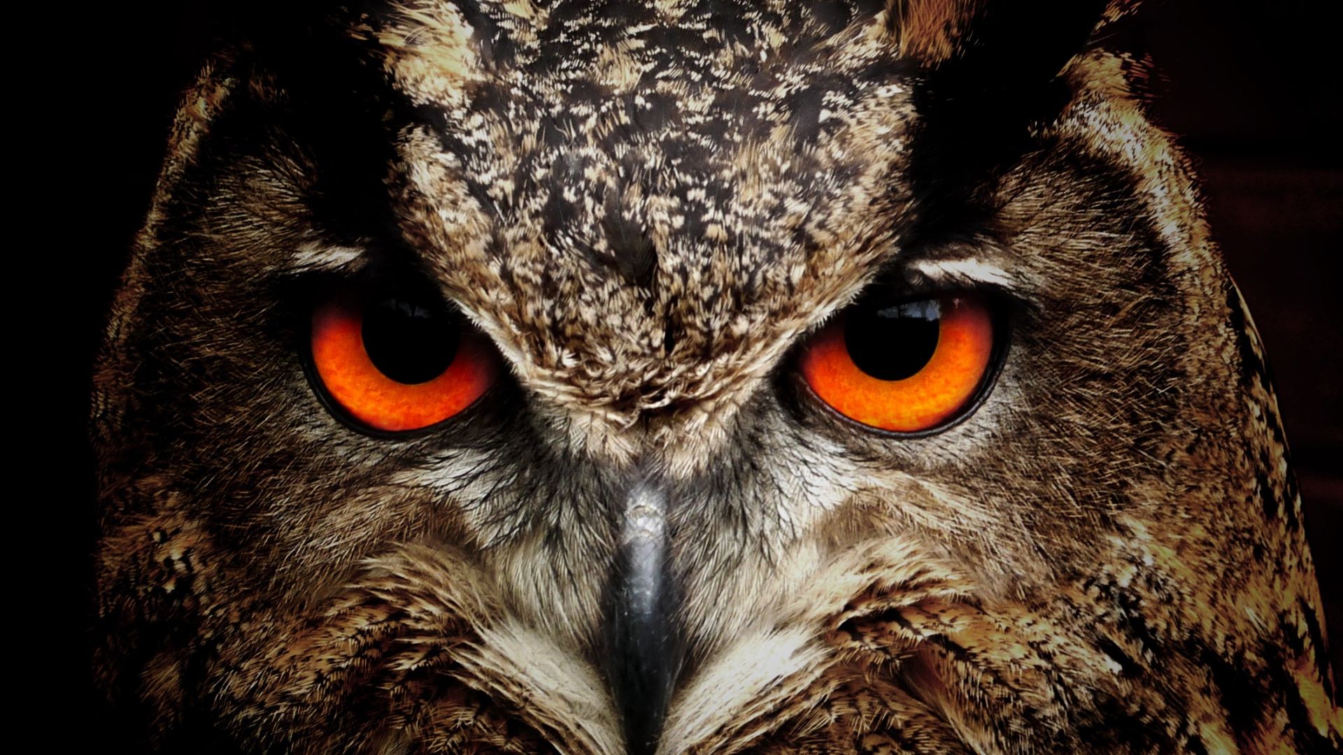 Wallpaper Owl, predator, muzzle, eyes