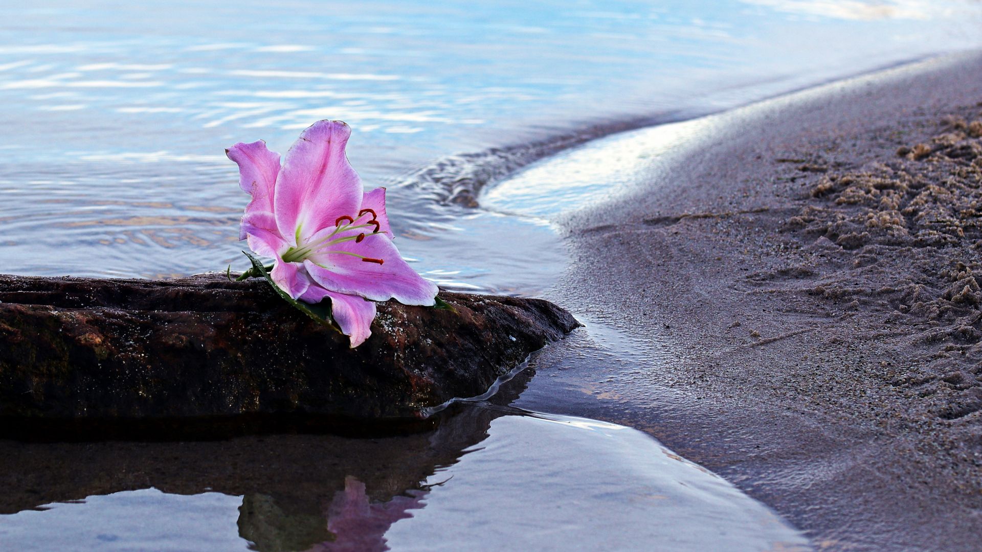 Wallpaper Lily flower, blossom, pink flower, sand