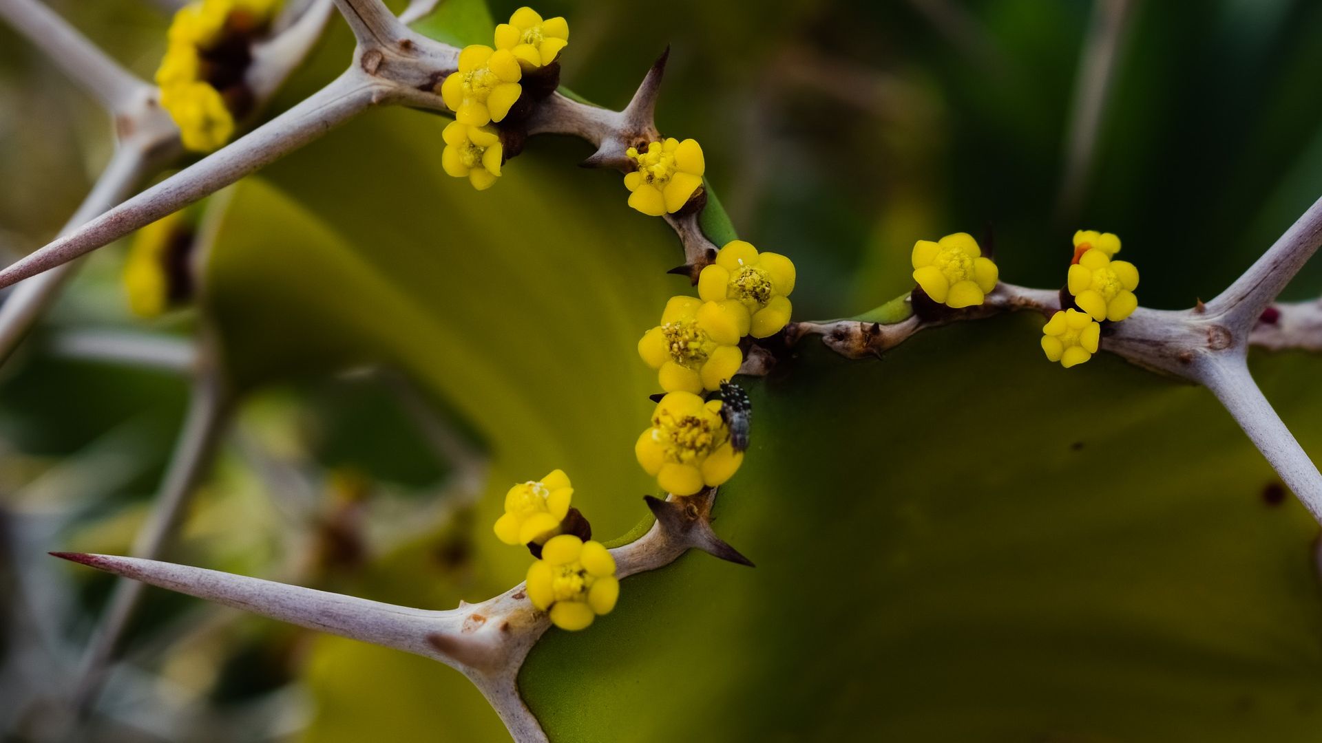 Wallpaper Cactus thorns, yellow flowers