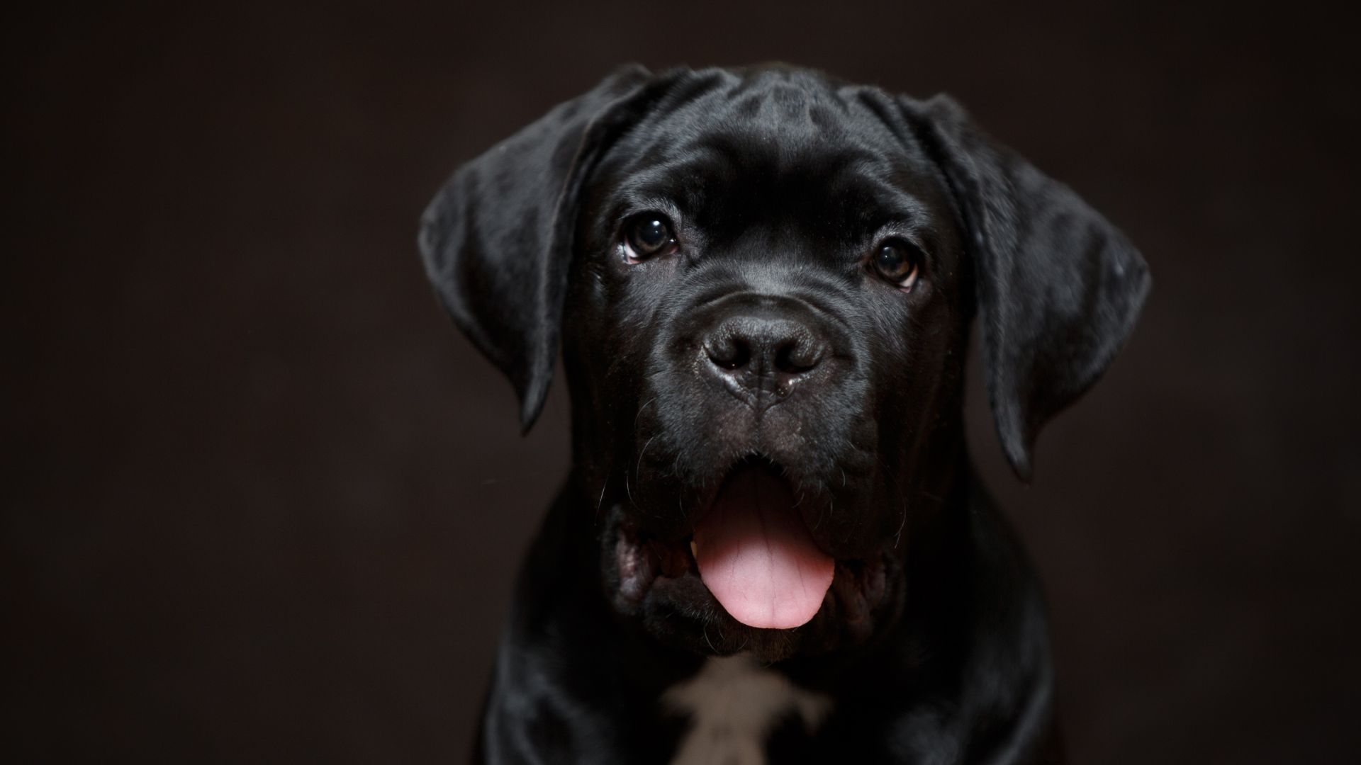 Wallpaper Retriever dog, puppy, black animal