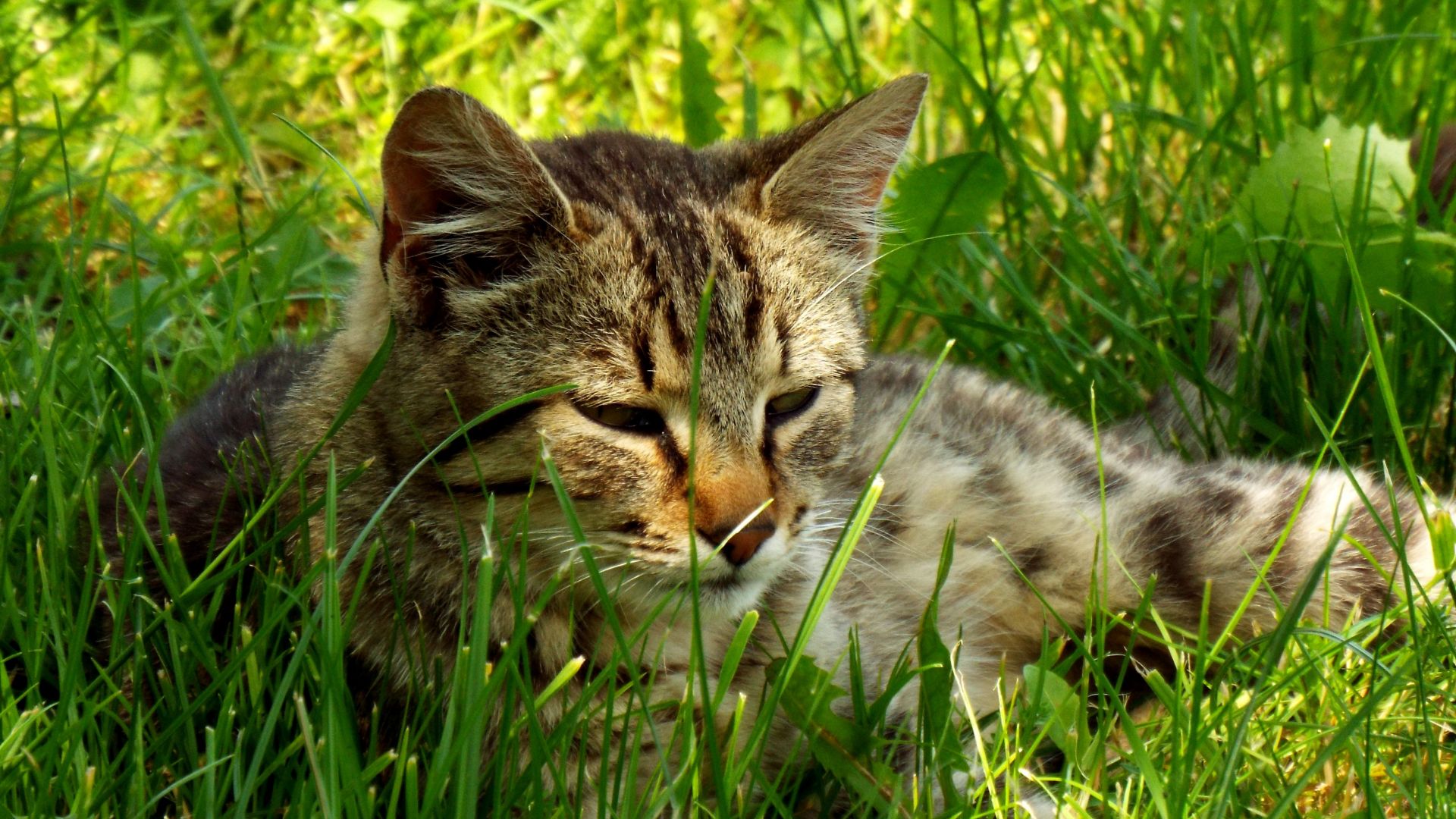 Wallpaper Cat muzzle lying in grass