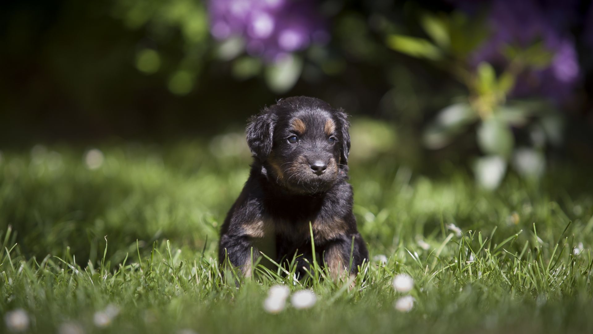 Wallpaper Cute, adorable black puppy, dog, animal, pet, grass, 4k
