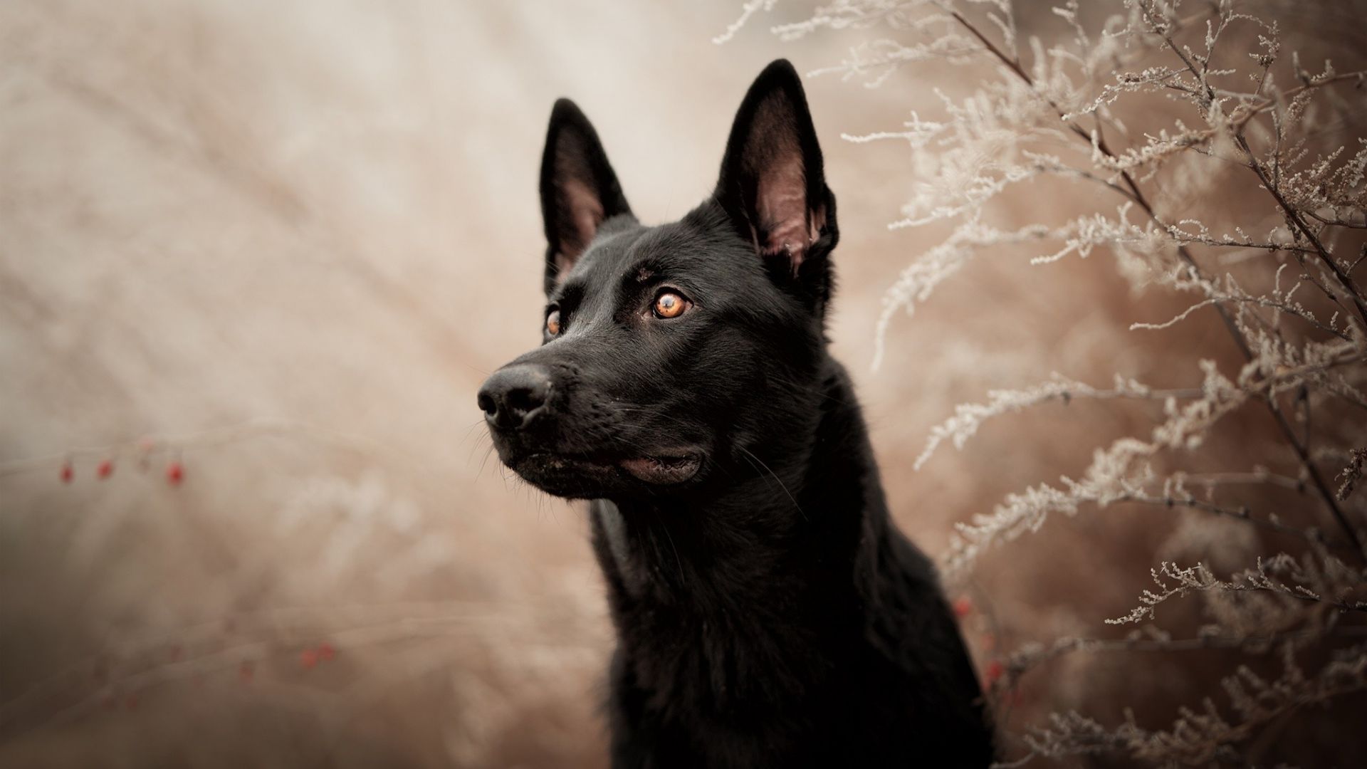 Wallpaper German shepherd, dog, muzzle, black
