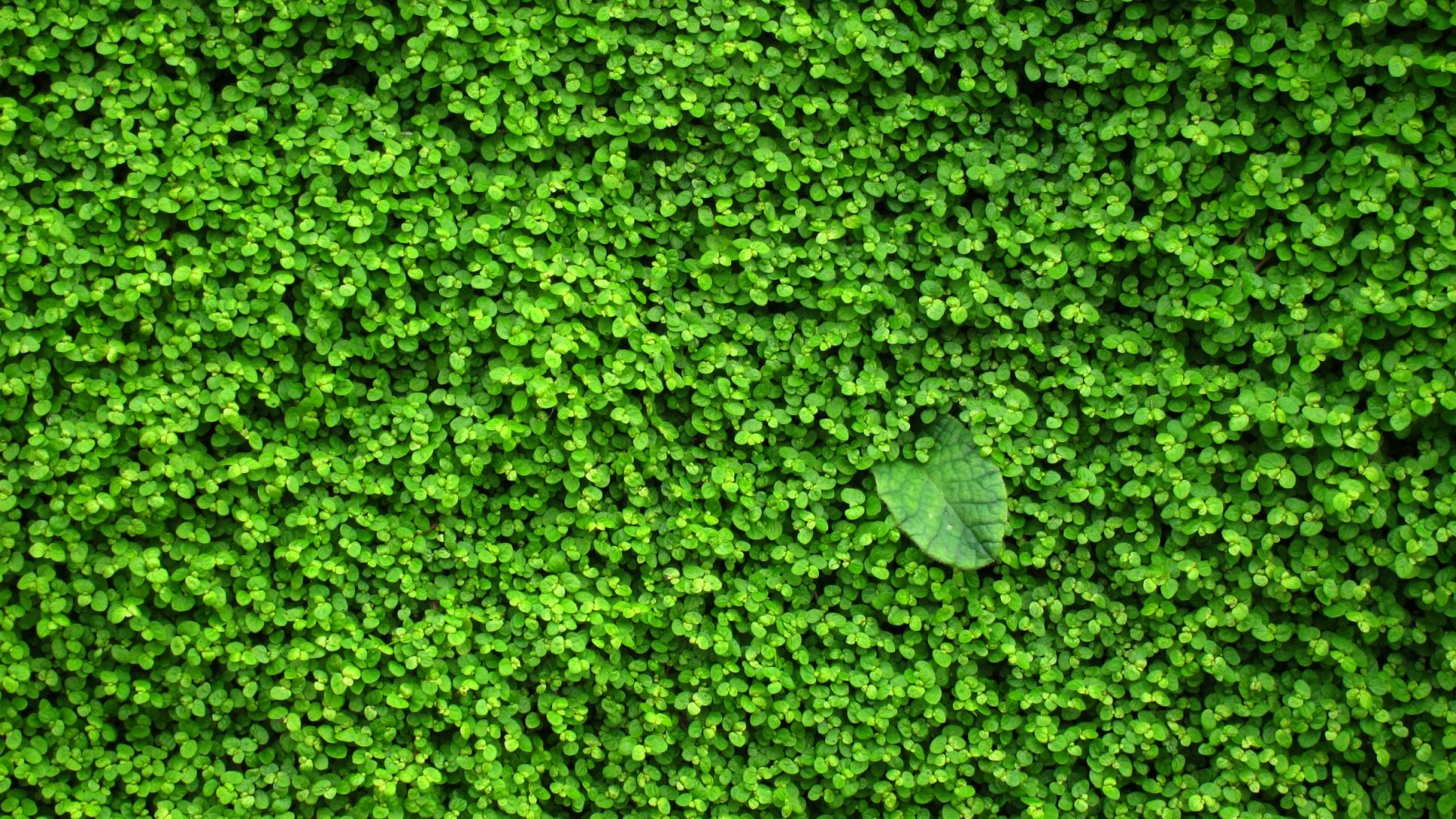 Wallpaper Leaves everywhere, green leaf