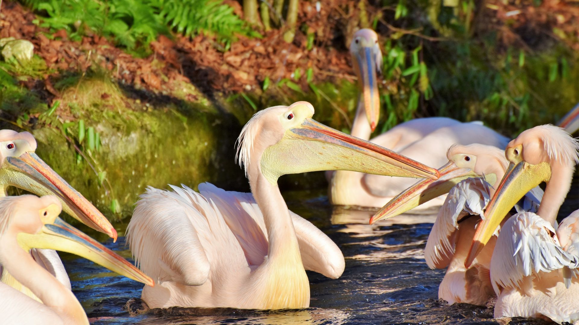 Wallpaper Pelican, birds, swim, 5k