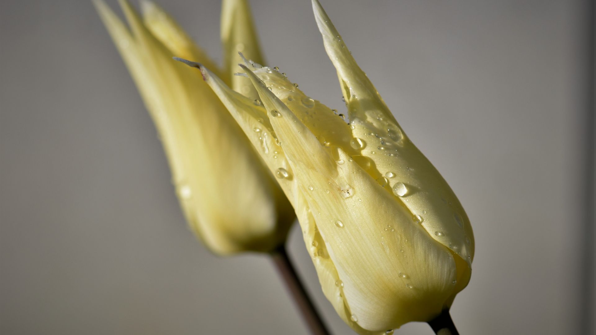 Wallpaper Yellow tulip bud, water drops